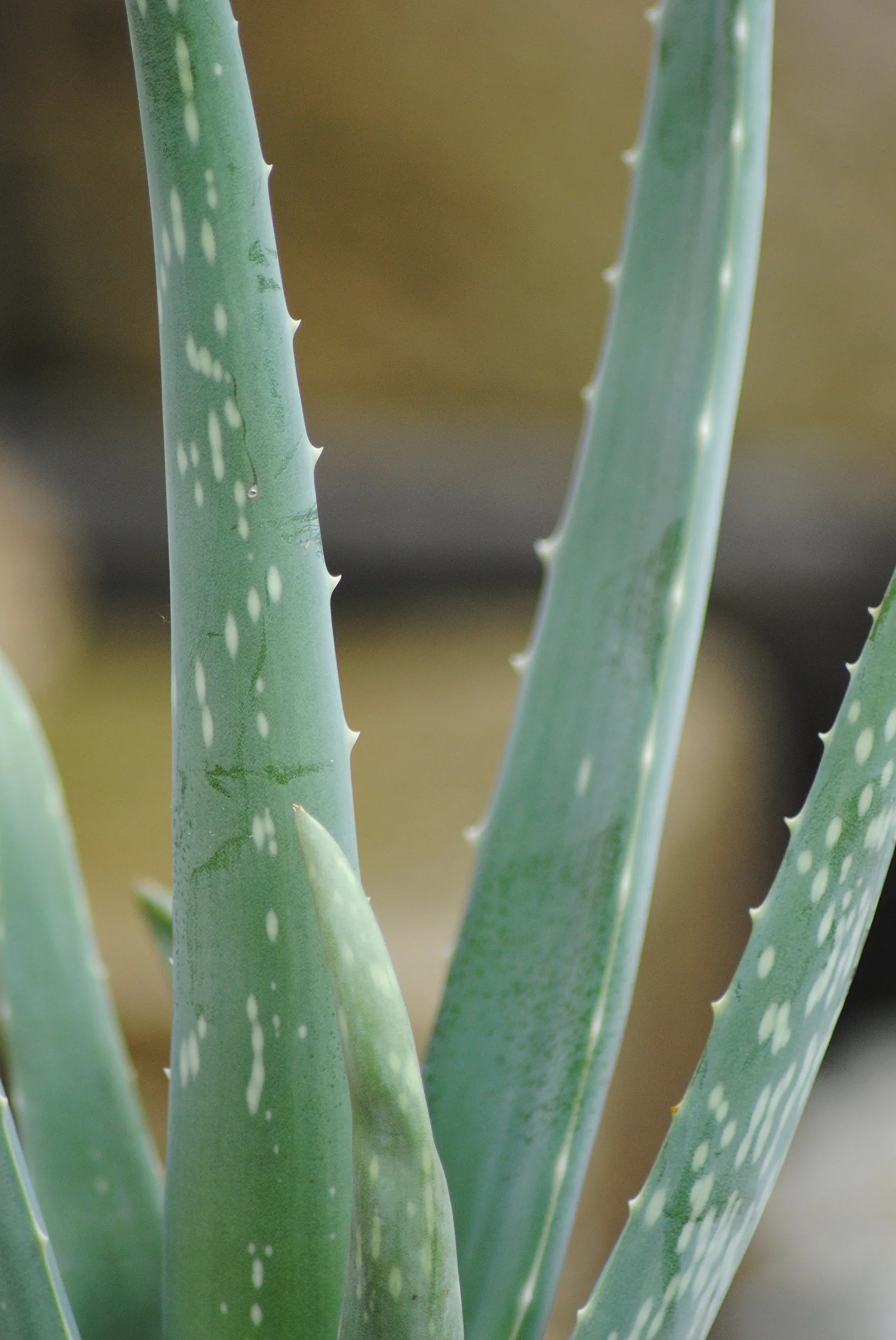 Aloes w doniczce 12 cm, wysokość 40 cm, 3 sztuki