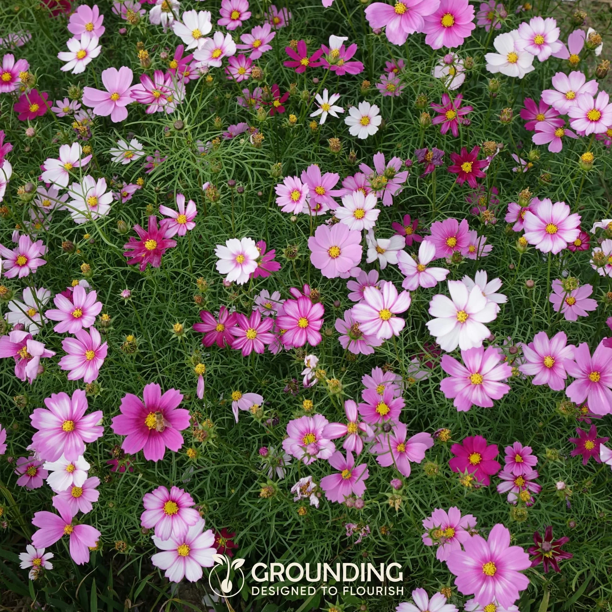 Cosmos bipinnatus Seeds Mix white pink fuchsia 1000 nasion wysokość 80-120 cm kwiaty cięte