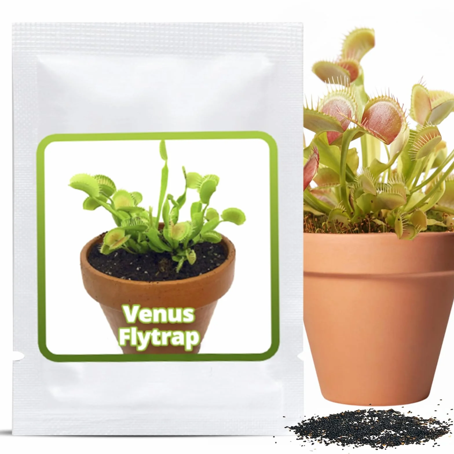 Dionaea muscipula Muchołówka amerykańska nasiona ok. 20 szt. Roślina owadożerna doniczkowa