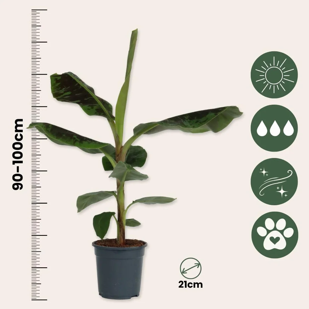Musa 'Darf Cavendish' Bananowiec Doniczka 21cm Wysokość 90-100cm
