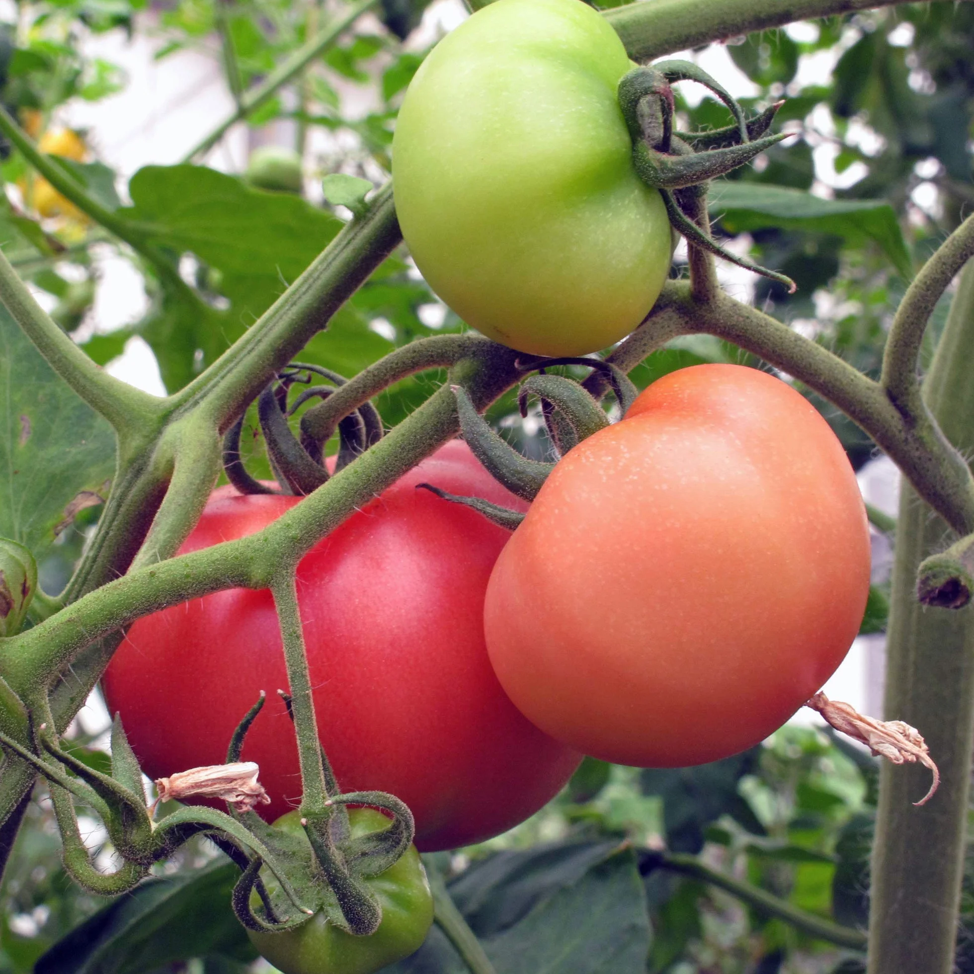 Pomidor różowy 'Berner Rose' (Solanum lycopersicum) 10 nasion, stara odmiana