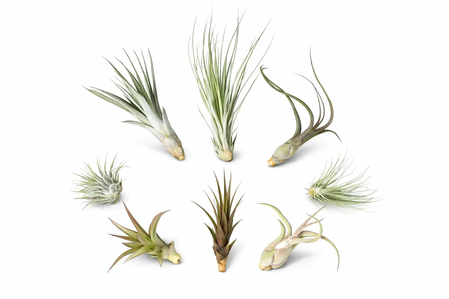 Tillandsia mieszanka 8 sztuk, Tillandsia bromeliaowate