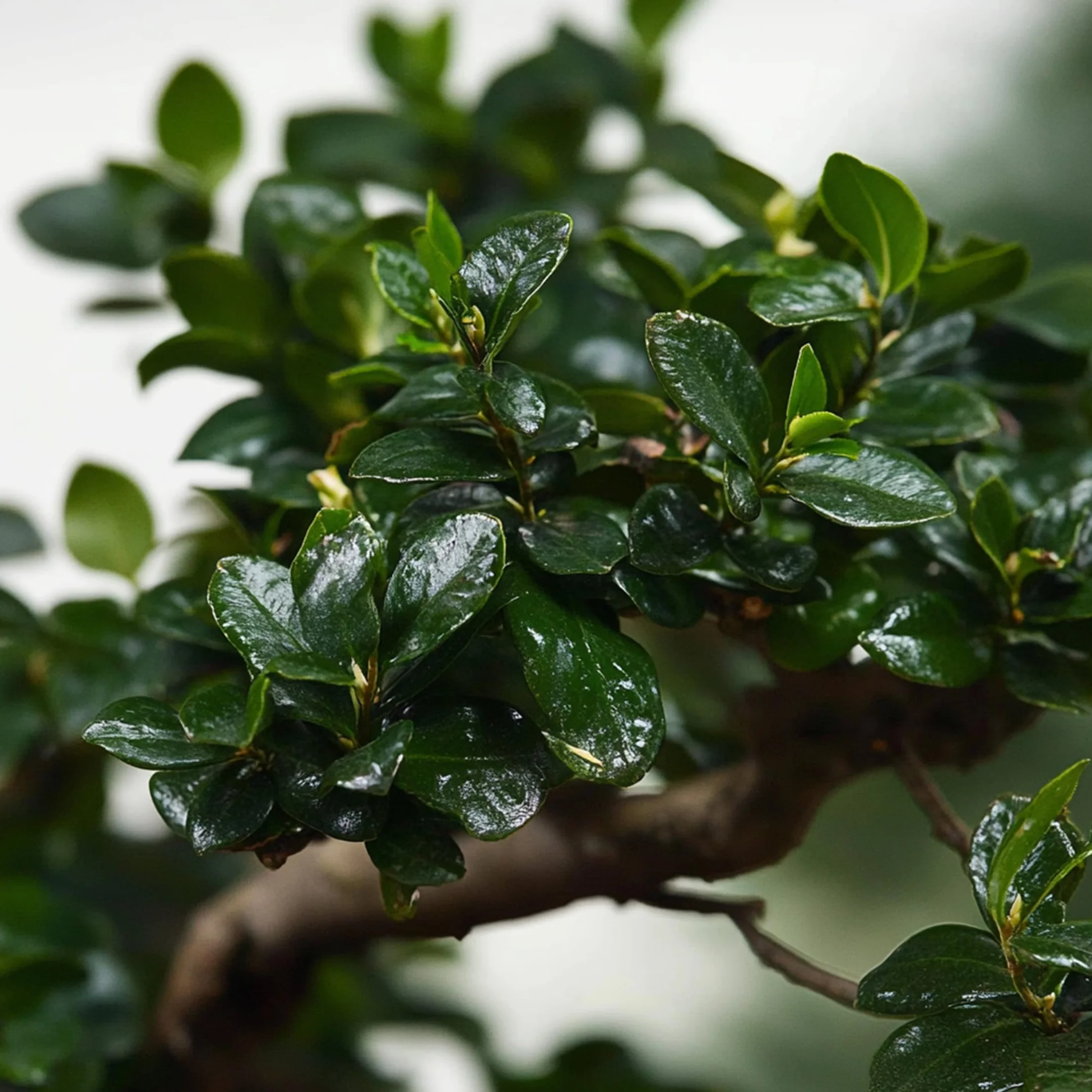 Bonsai Carmona microphylla Drzewko herbaciane Fukien 20-30cm Doniczka 20cm