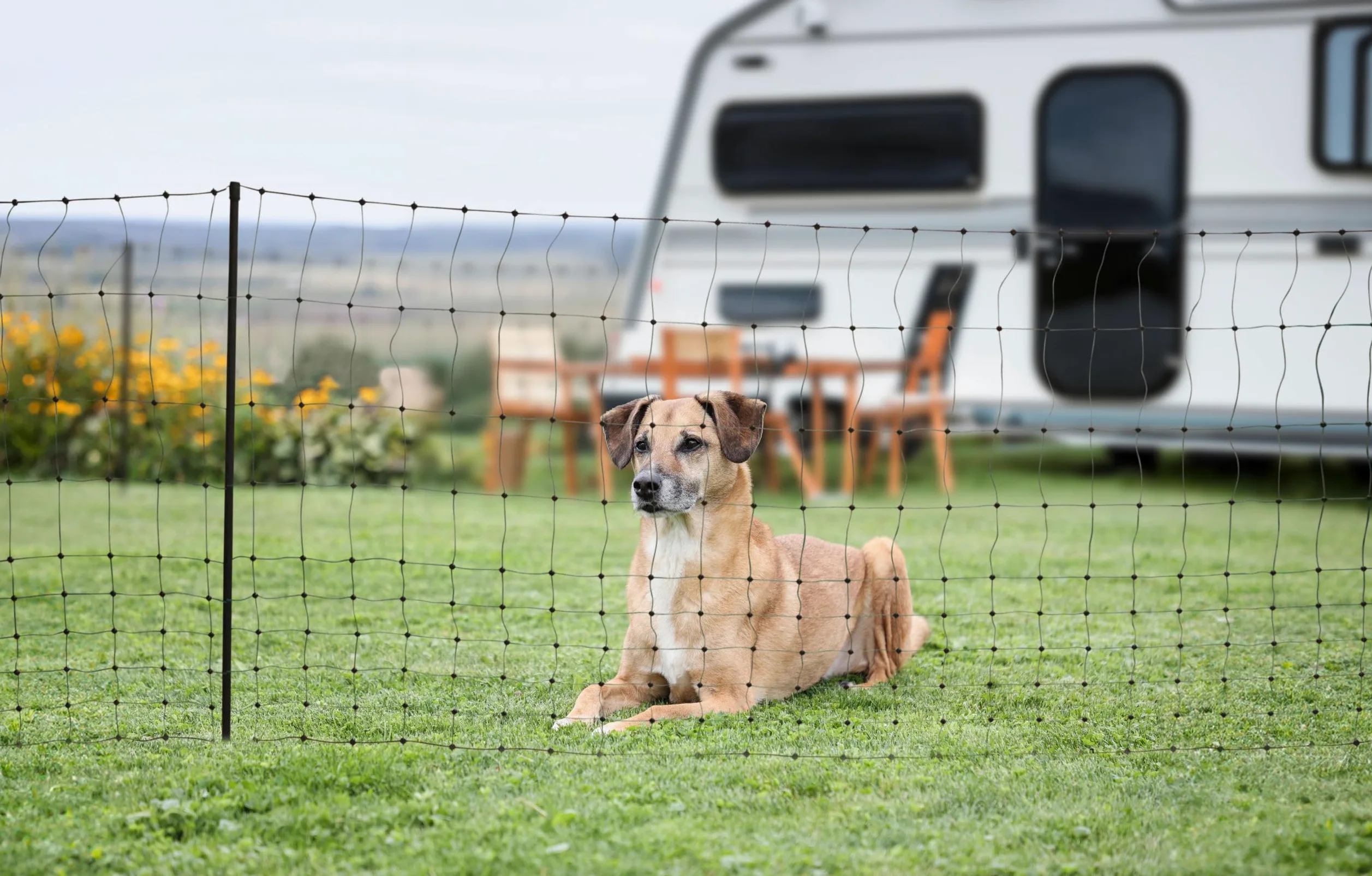 KERBL PET CampingNet, zielony, w zestawie torba 80 cm, SS, 20 m