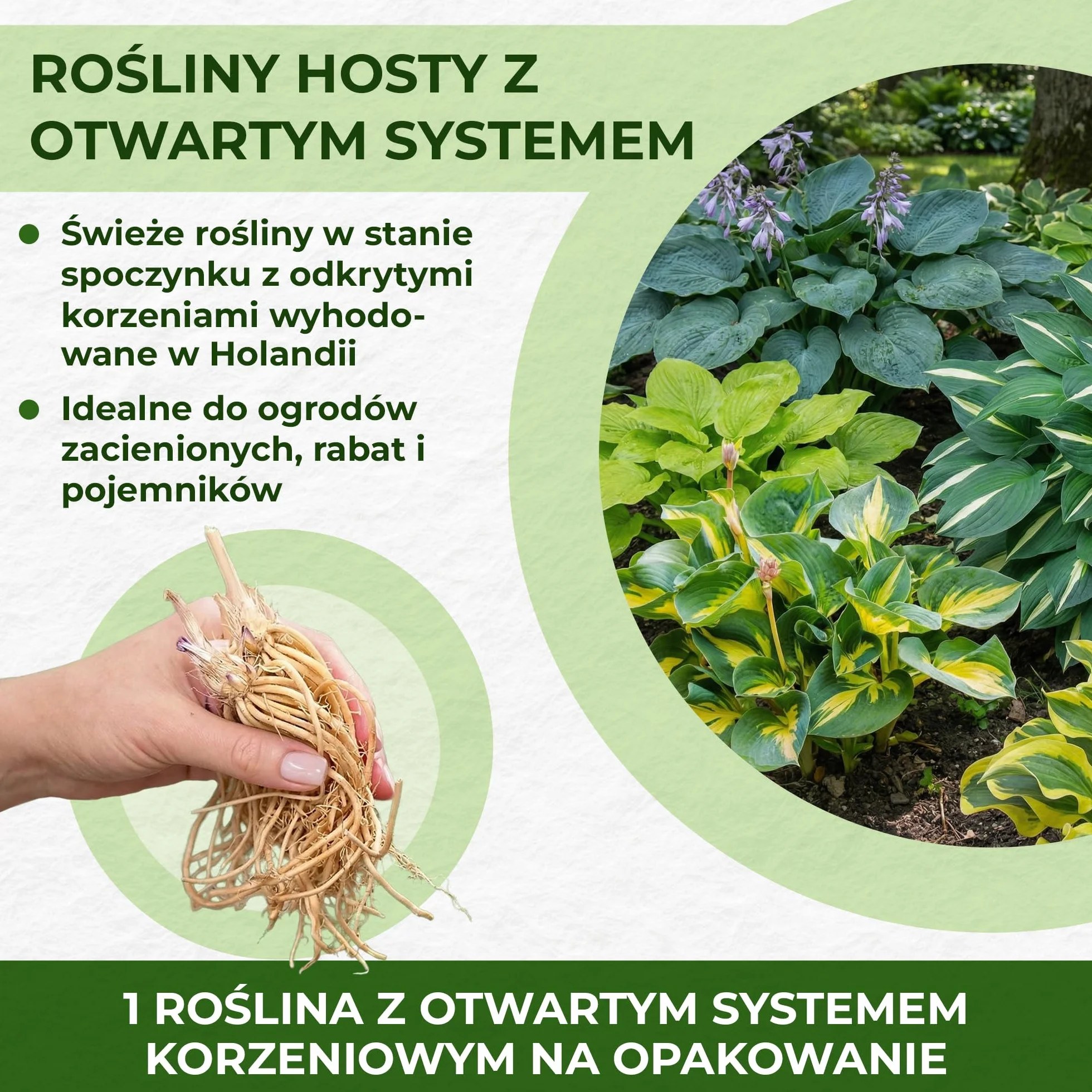 Hosta Blue Collection 5 odmian duże byliny z gołymi korzeniami