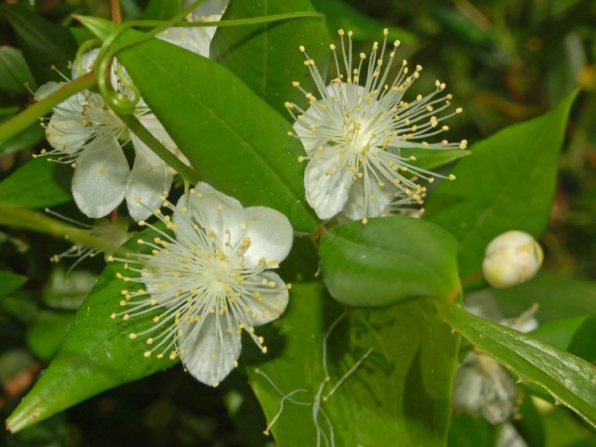 Nasiona mirtu (Myrtus Communis) - 100 sztuk