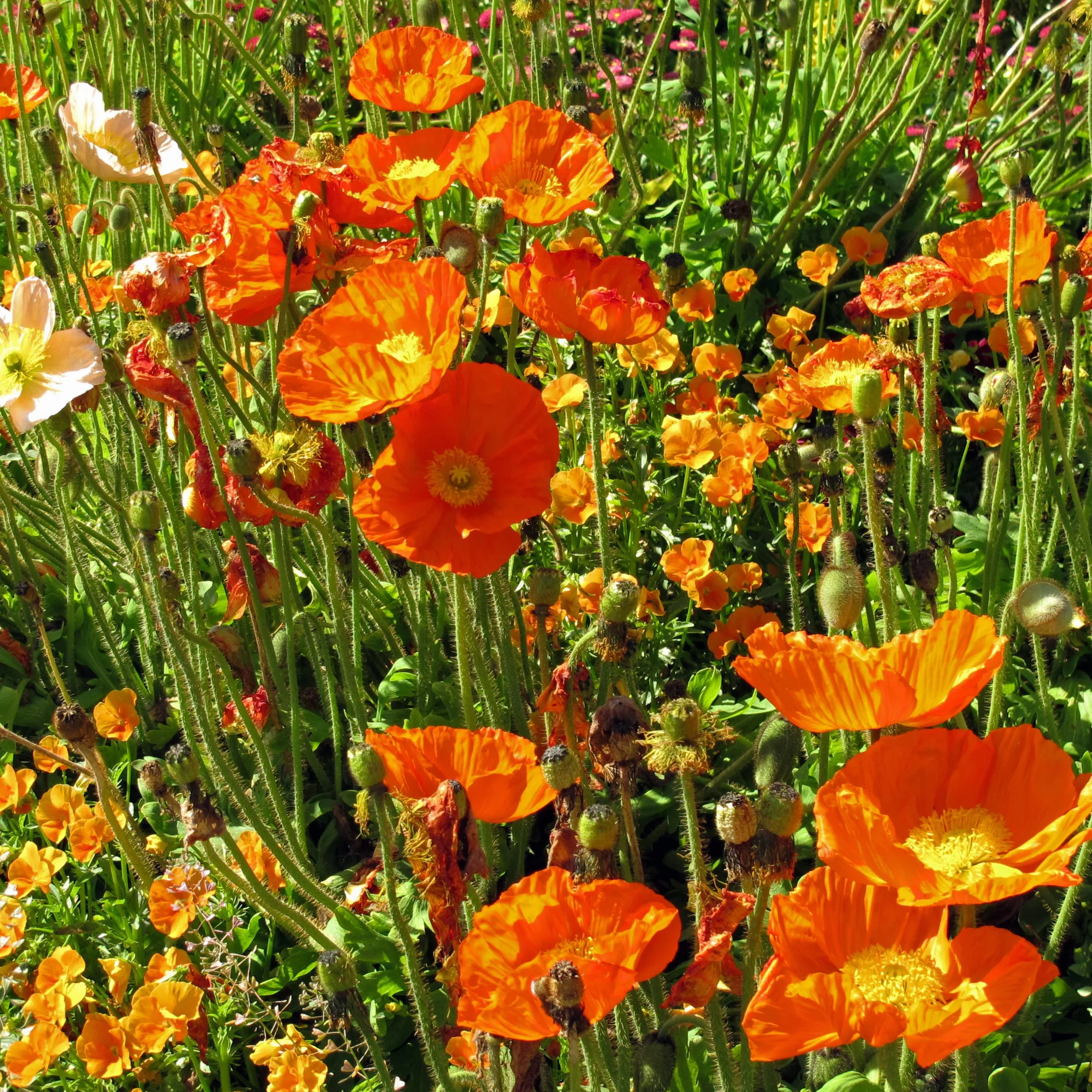 Mak islandzki (Papaver nudicaule) ok. 1200 nasion dwuletniej do wieloletniej byliny zielnej do ogrodu zbliżonego do naturalnego