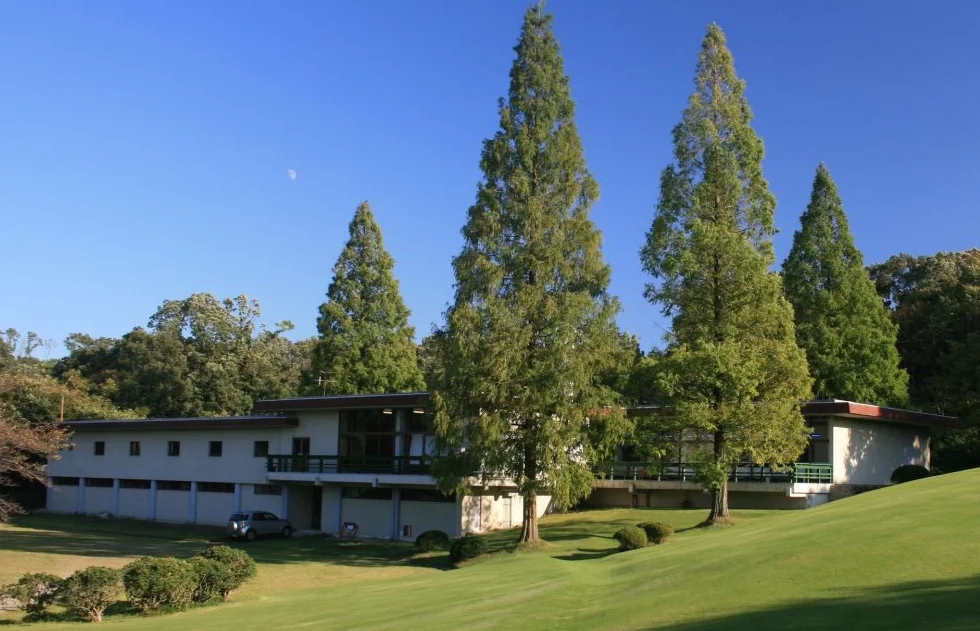 SAFLAX Sekwoja Metasequoia glyptostroboides 60 Nasiona