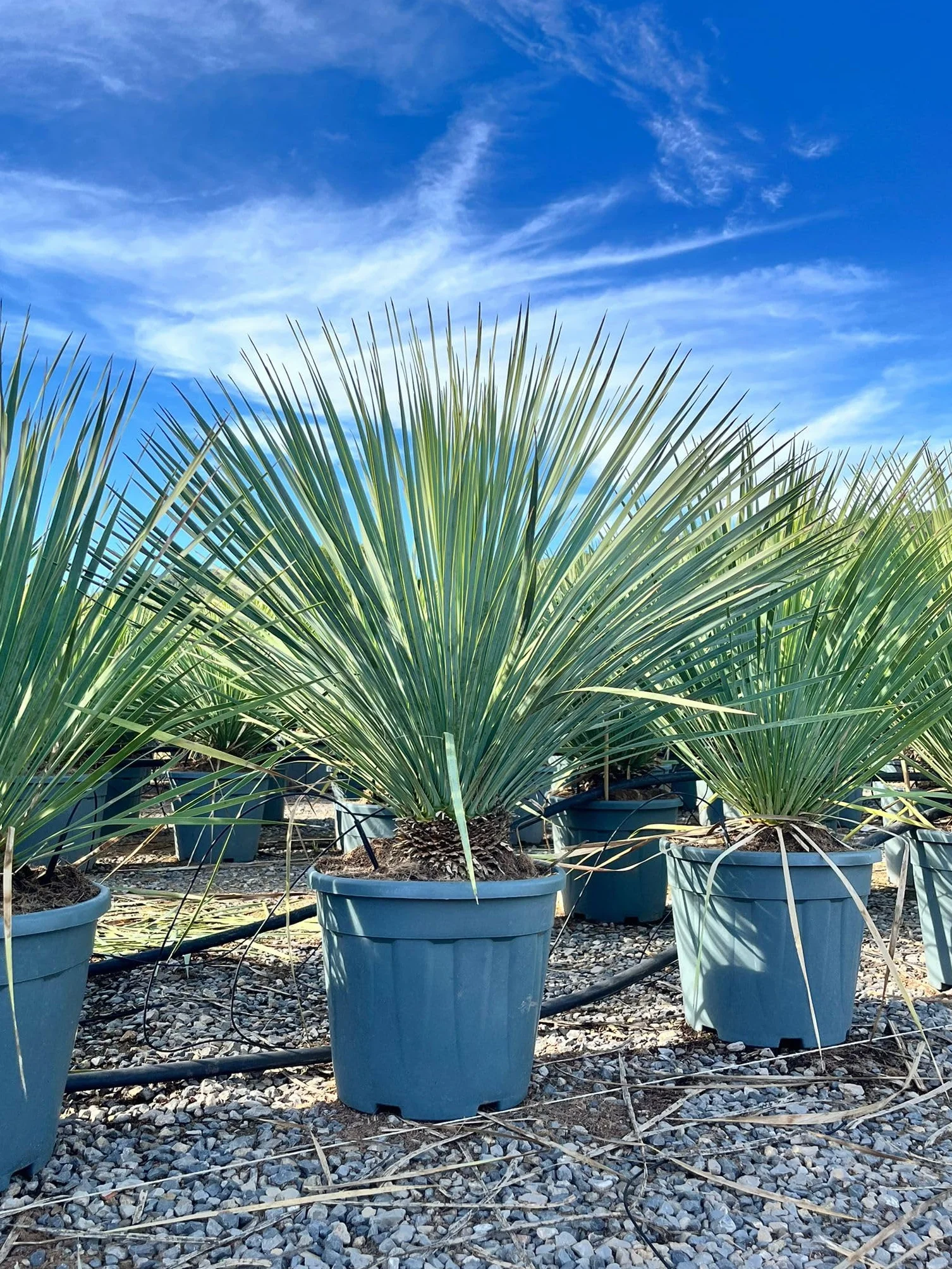 Yucca Rostrata Blue Palmlellie 100 cm Roślina odporna na temperaturę do -20°C