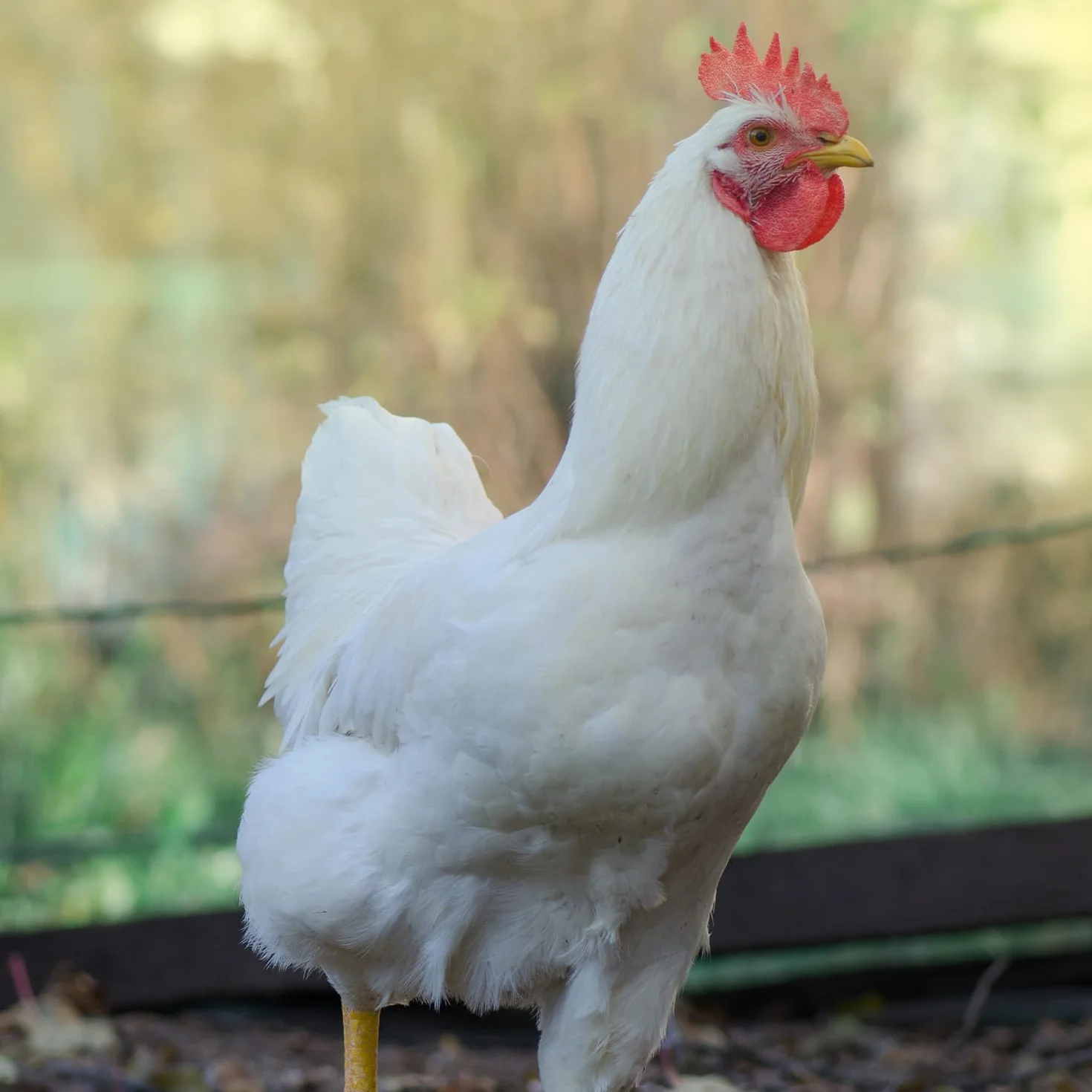 Ziemia okrzemkowa 100% czysta 10 kg