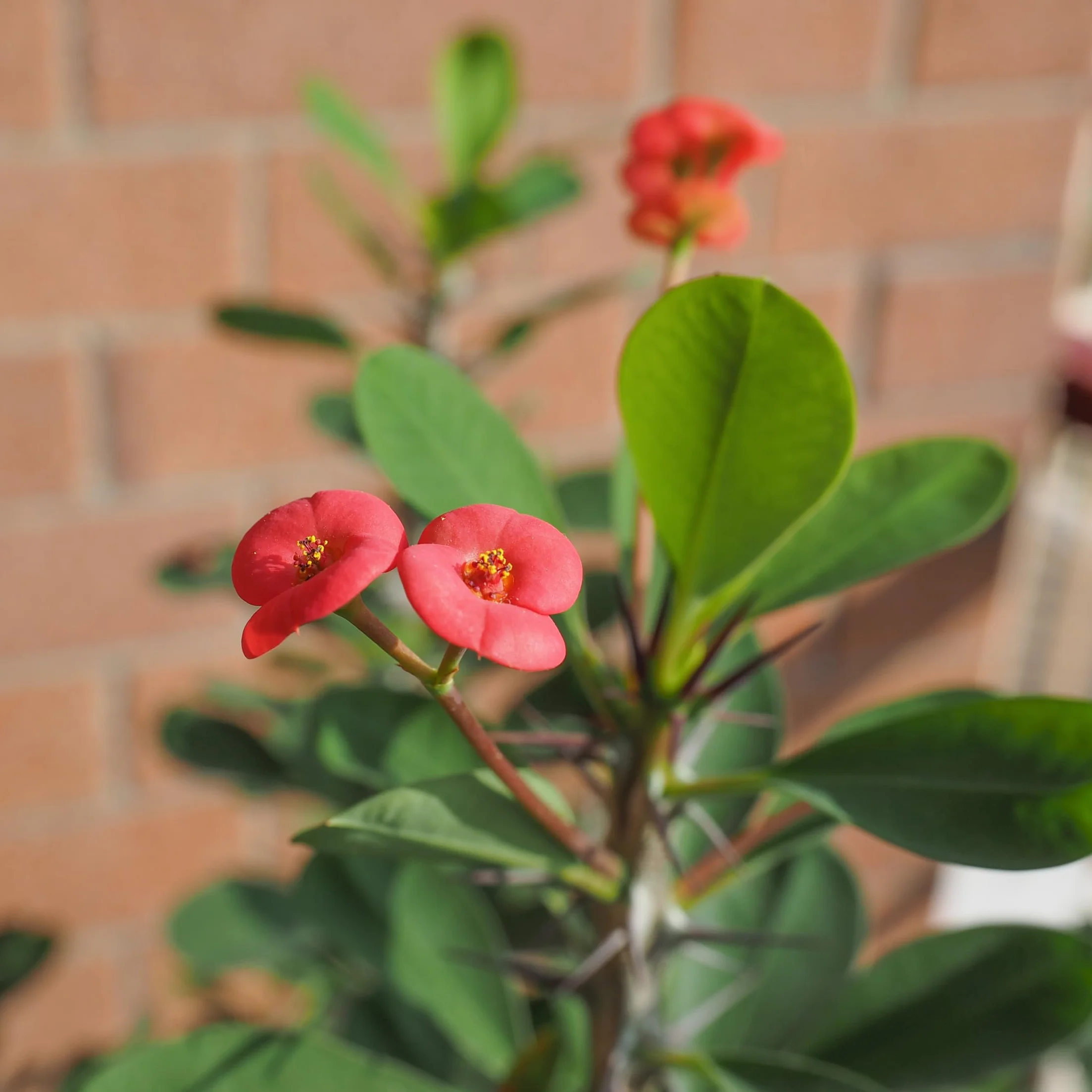 Euphorbia Milii Cierń Chrystusa roślina doniczkowa soczysty ⌀ 13 cm wysokość 25-35 cm zestaw 2 szt.