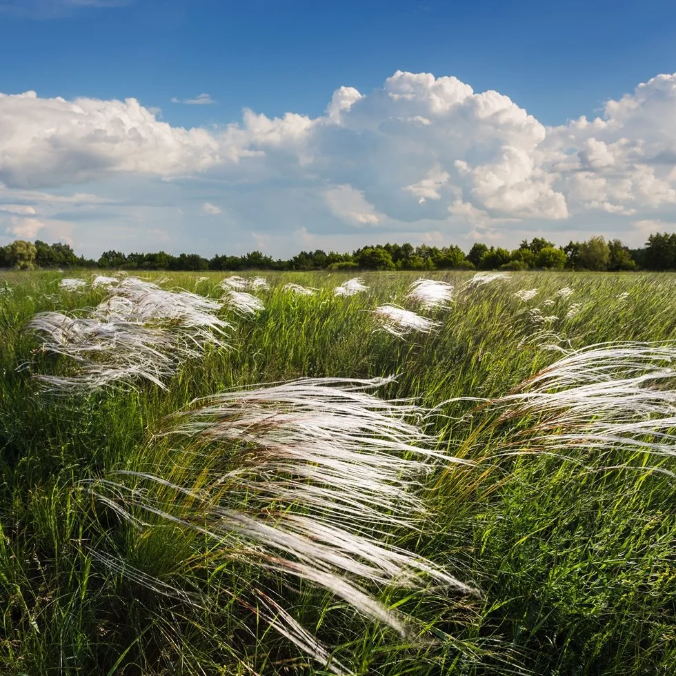 Nasiona trawy piórkowatej Meksykańskiej Kucyki - Stipa tenuissima -