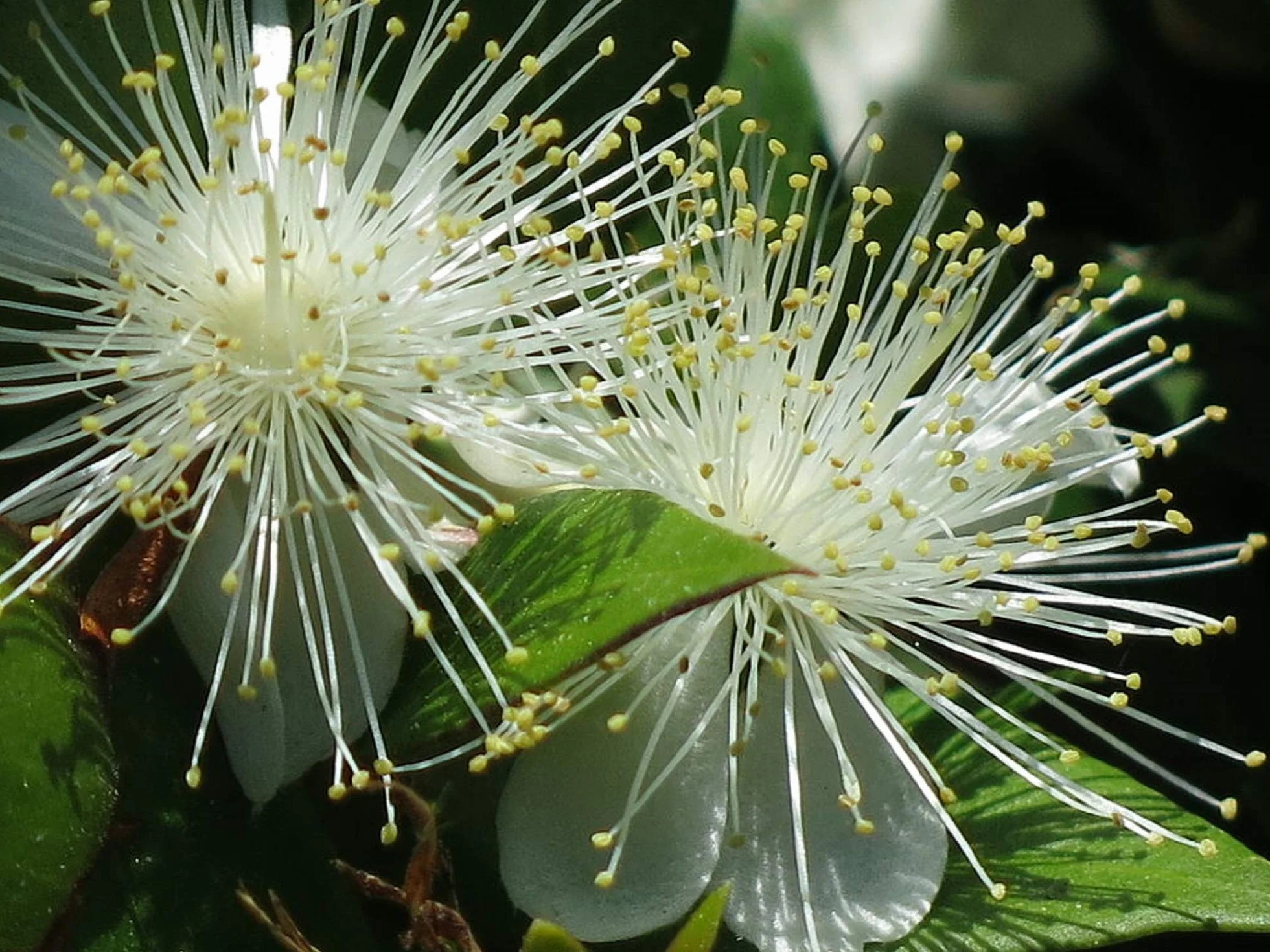 Nasiona mirtu (Myrtus Communis) - 100 sztuk