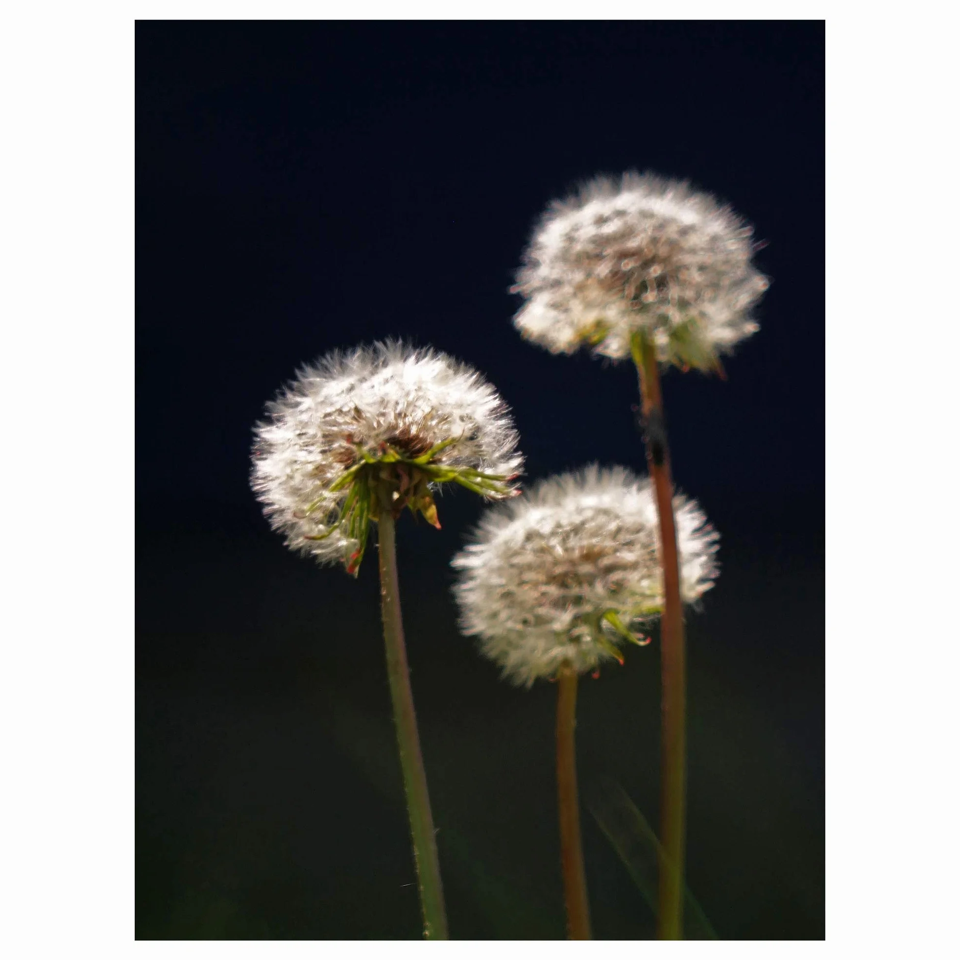 Mniszek lekarski (Taraxacum officinale) 500 nasion Mniszek lekarski Jaskier lekarski