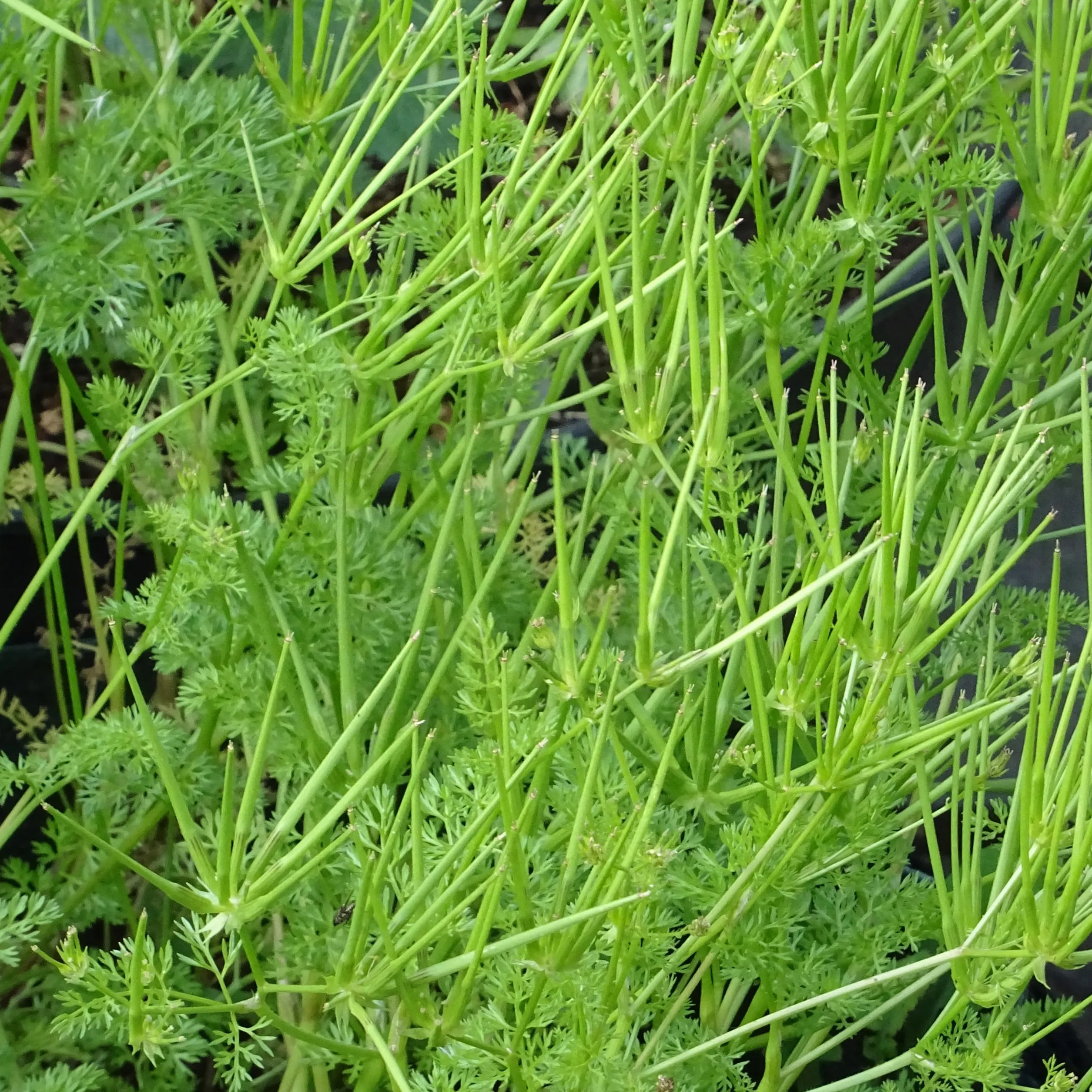 Grzebienka Wenus (Scandix pecten-veneris) Nasiona - dziko rosnąca roślina jednoroczna