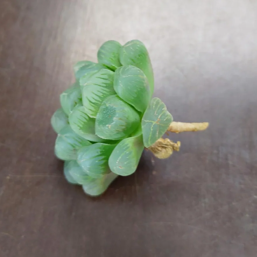 SUNNYPLANTS Haworthia cooperi truncata Haworthia obtusa sadzonki sukulenty