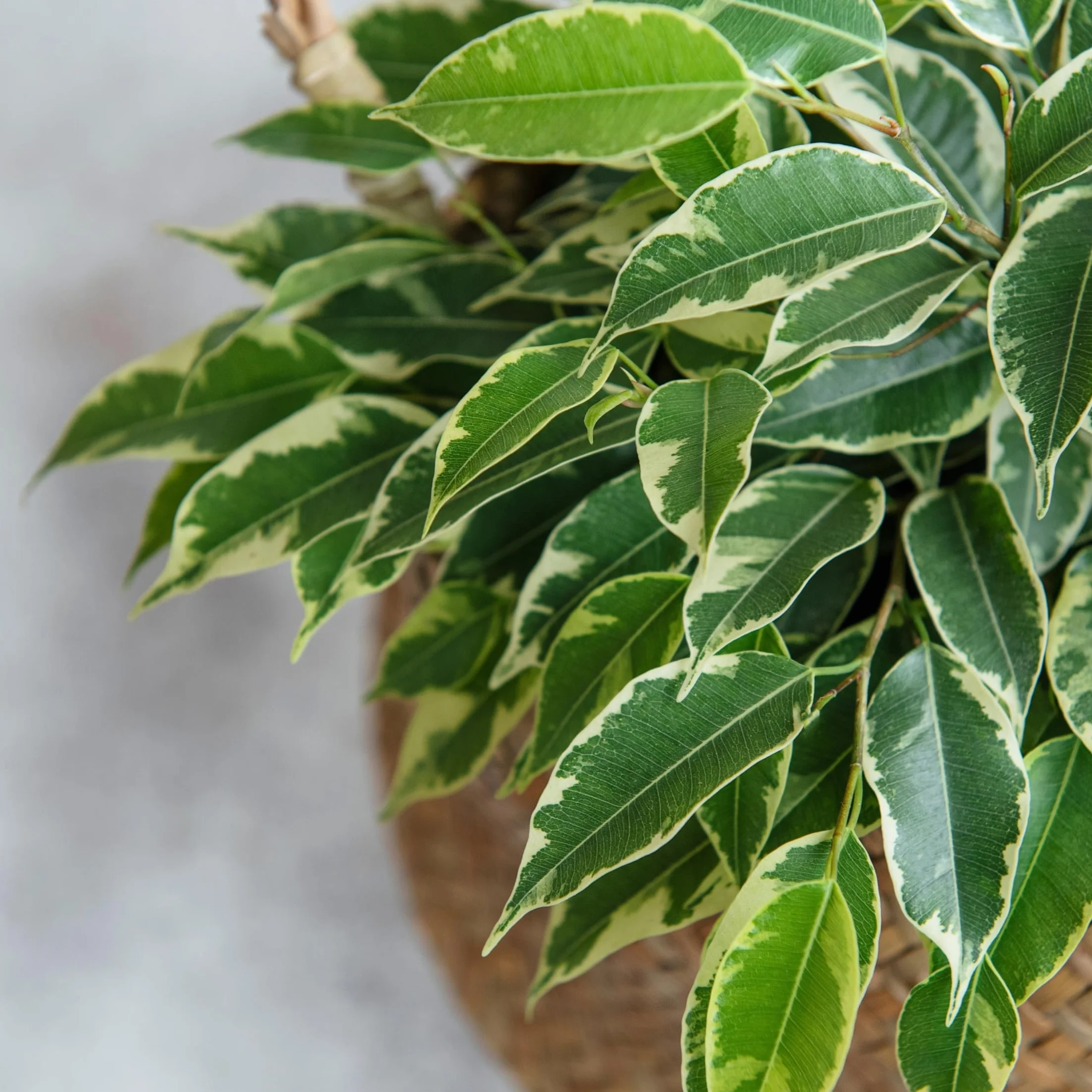 Ficus Benjamina Twilight Roślina Doniczkowa 21cm 100-110cm