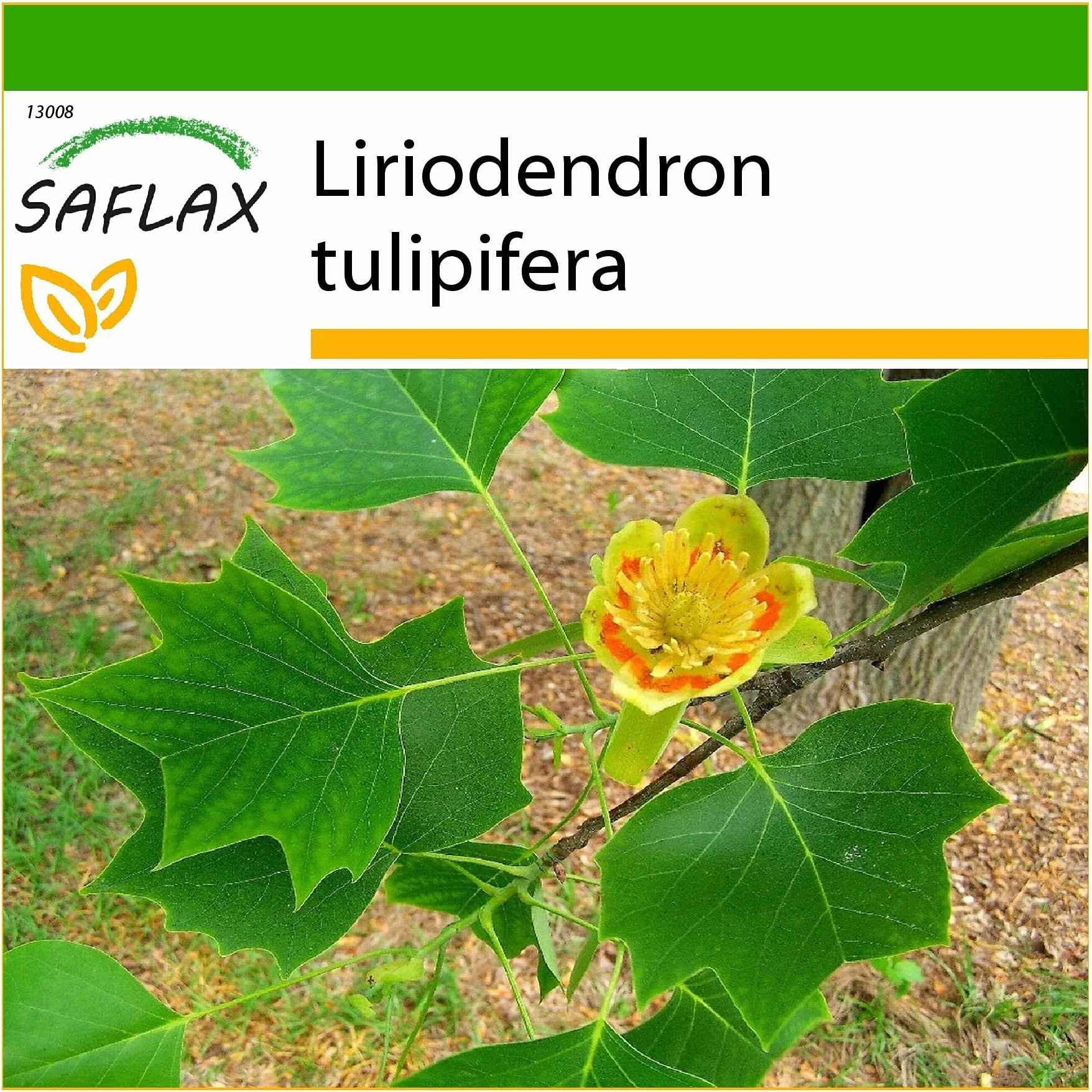 SAFLAX - Prawdziwy Tulipanowiec - 20 Nasiona - Z pożywką wolną od zarazków - Liriodendron tulipifera