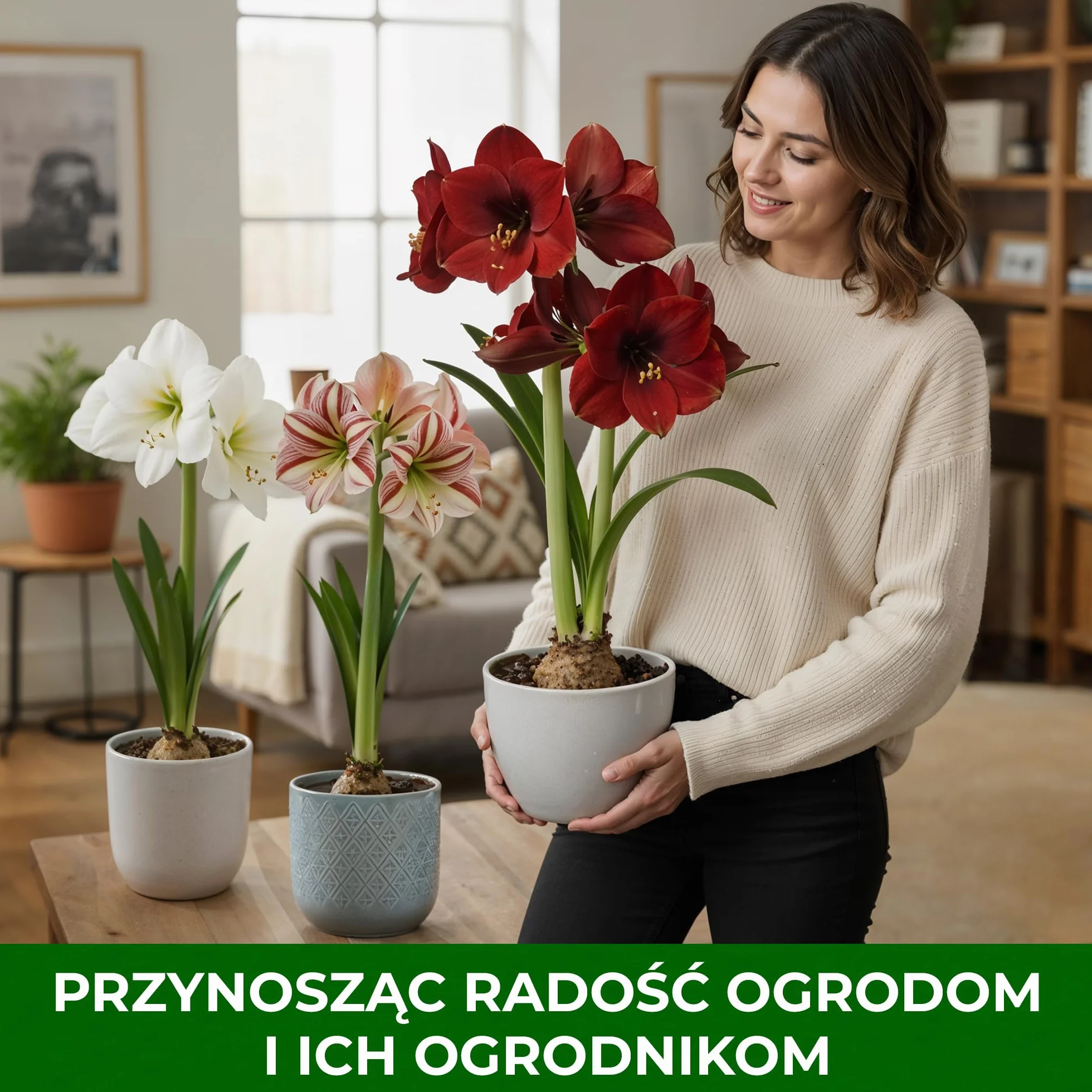 Cebula Amaryllis Celica 26/30 Hippeastrum z Holandii