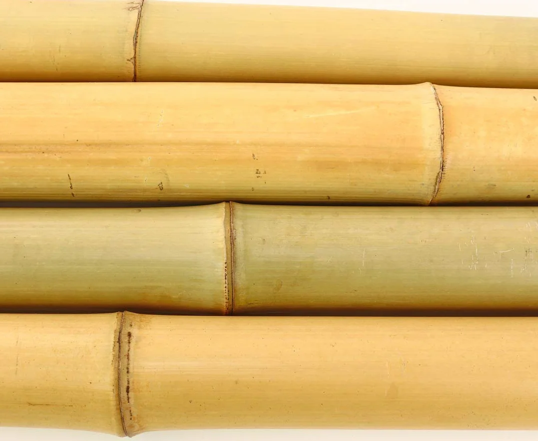 Rura bambusowa Moso 200 cm żółtawa bielona średnica 6,8-8 cm drążek bambusowy 2 m