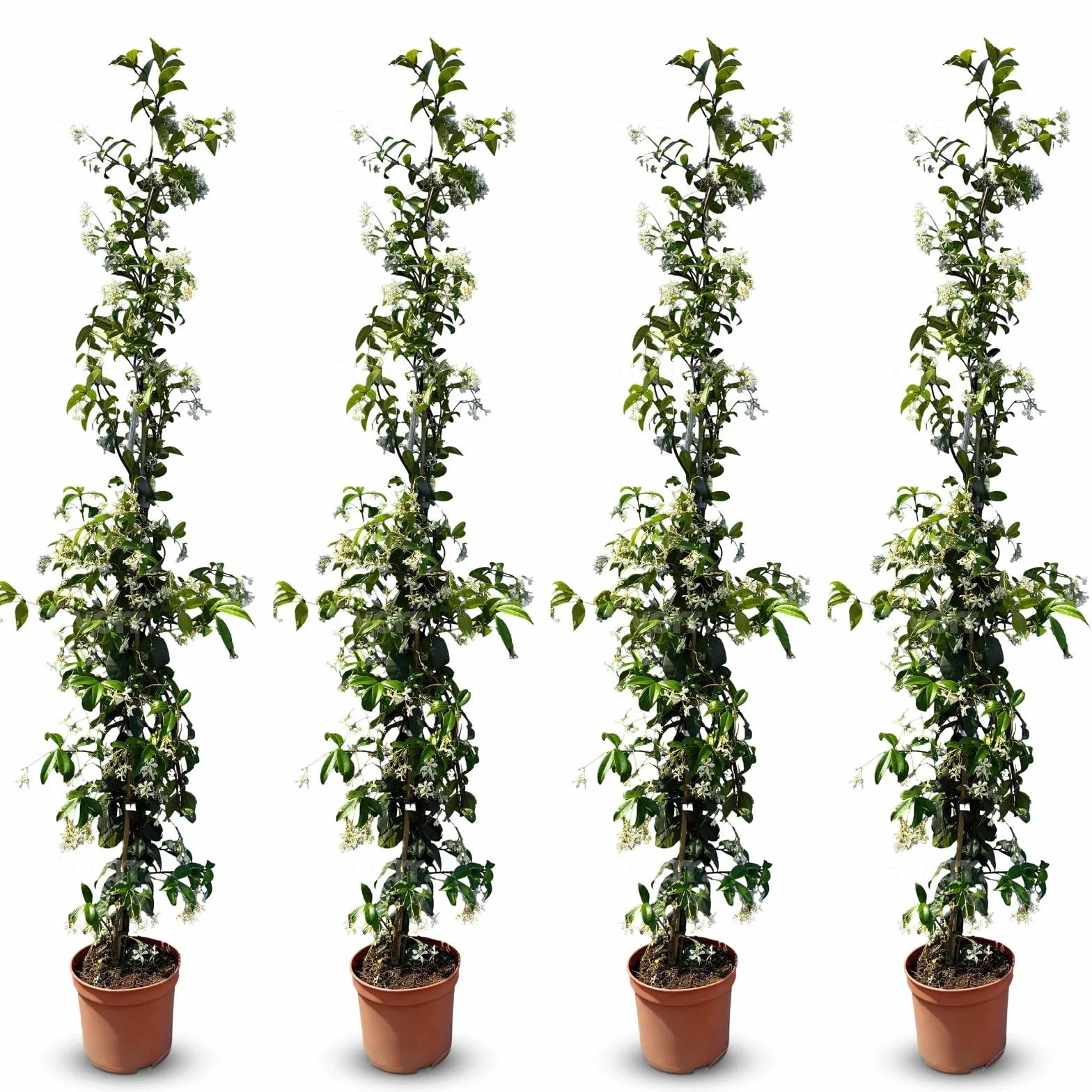 Jaśmin Toskański Trachelospermum Jasminoides 120 cm Roślina Pnąca Mrozoodporna A+