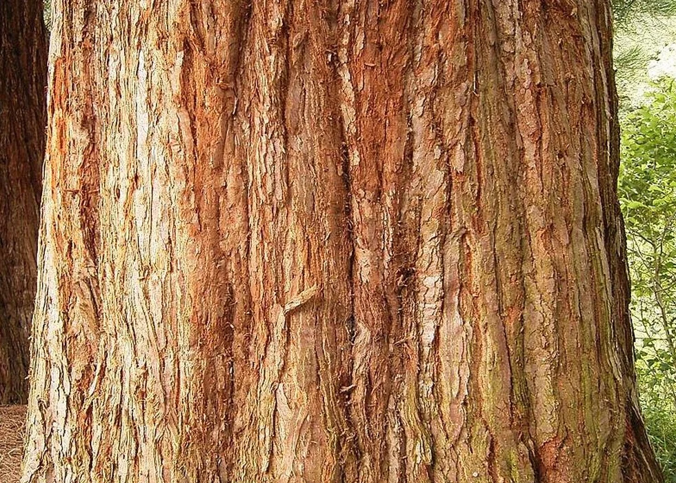 SAFLAX Sekwoja 50 Nasiona Sequoiadendron gigantea