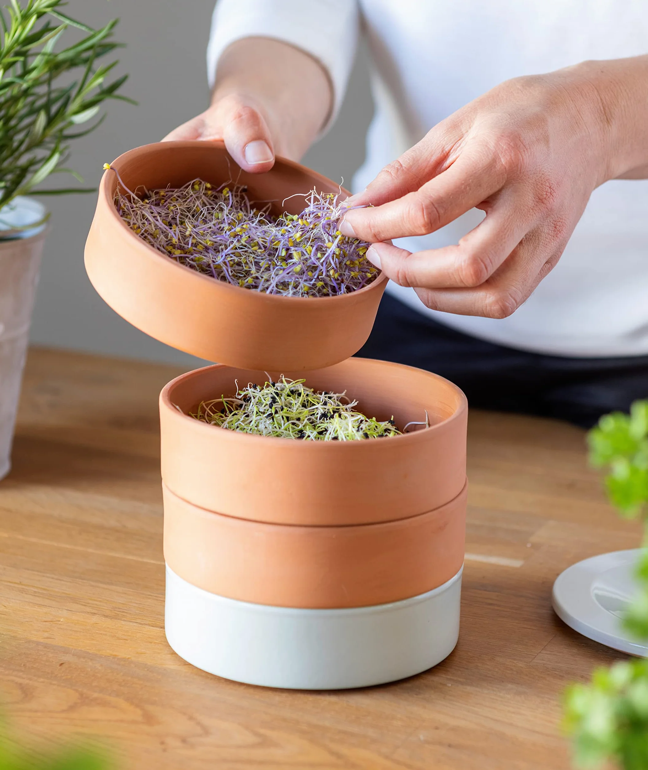 Artcook 3 w 1 naturalny kolor ceramiczny kiełkowy | uprawa nasion i kiełków w domu | naturalna terakota, łatwa do mycia, nadaje się do mycia w zmywarce