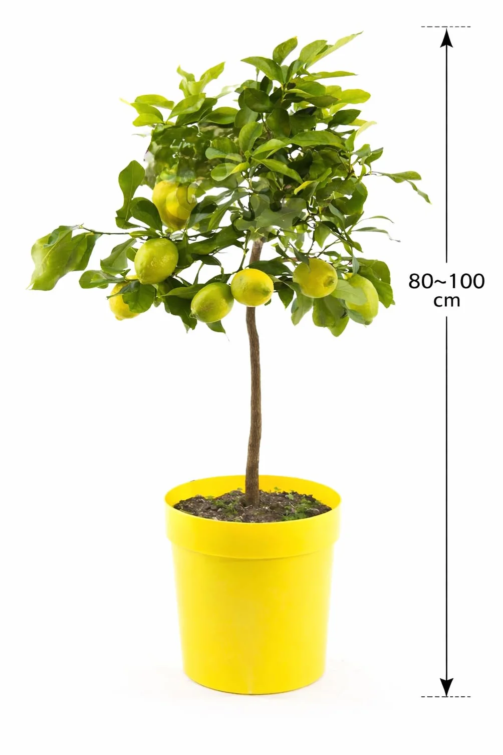Cytrus Limon Lunario 80-100 cm – Prawdziwe Drzewko Cytrynowe