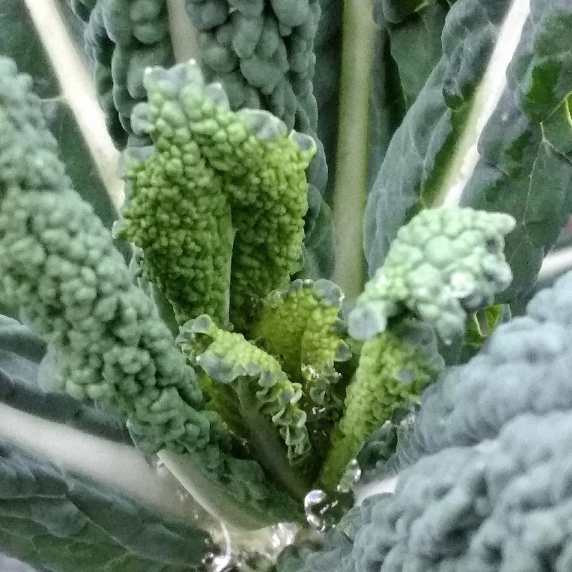 Jarmuż toskański palmowy "Cavolo Nero" (Brassica oleracea var. palmifolia) ok. 400 nasion Kapusta czarna, kapusta włoska, superżywność
