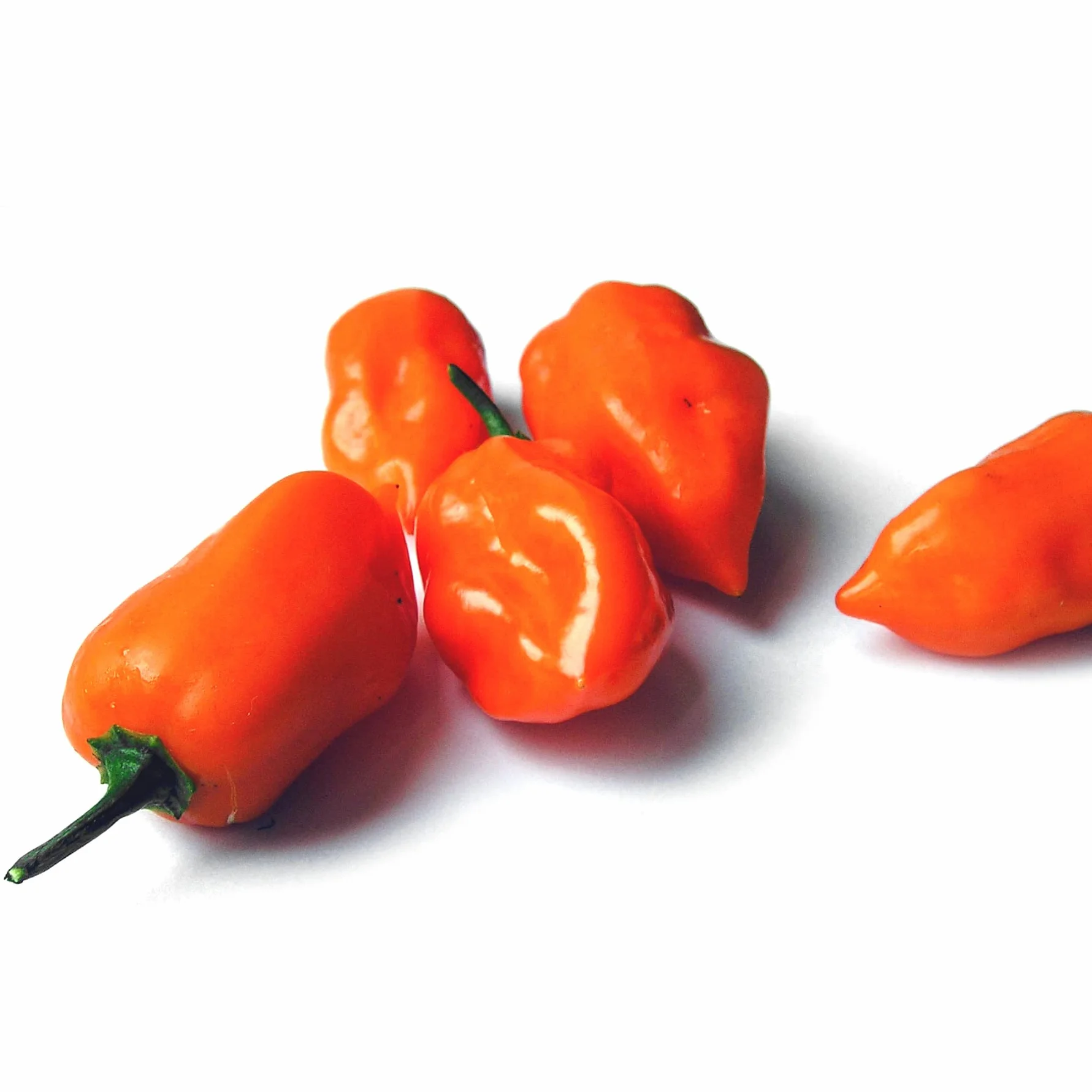 Chili Habanero (Capsicum chinense) - ok. 10 nasion