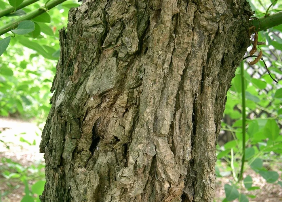 Erythrina crista galli Karaibski Krzew Koralowy - 6 Nasiona - Z pożywką