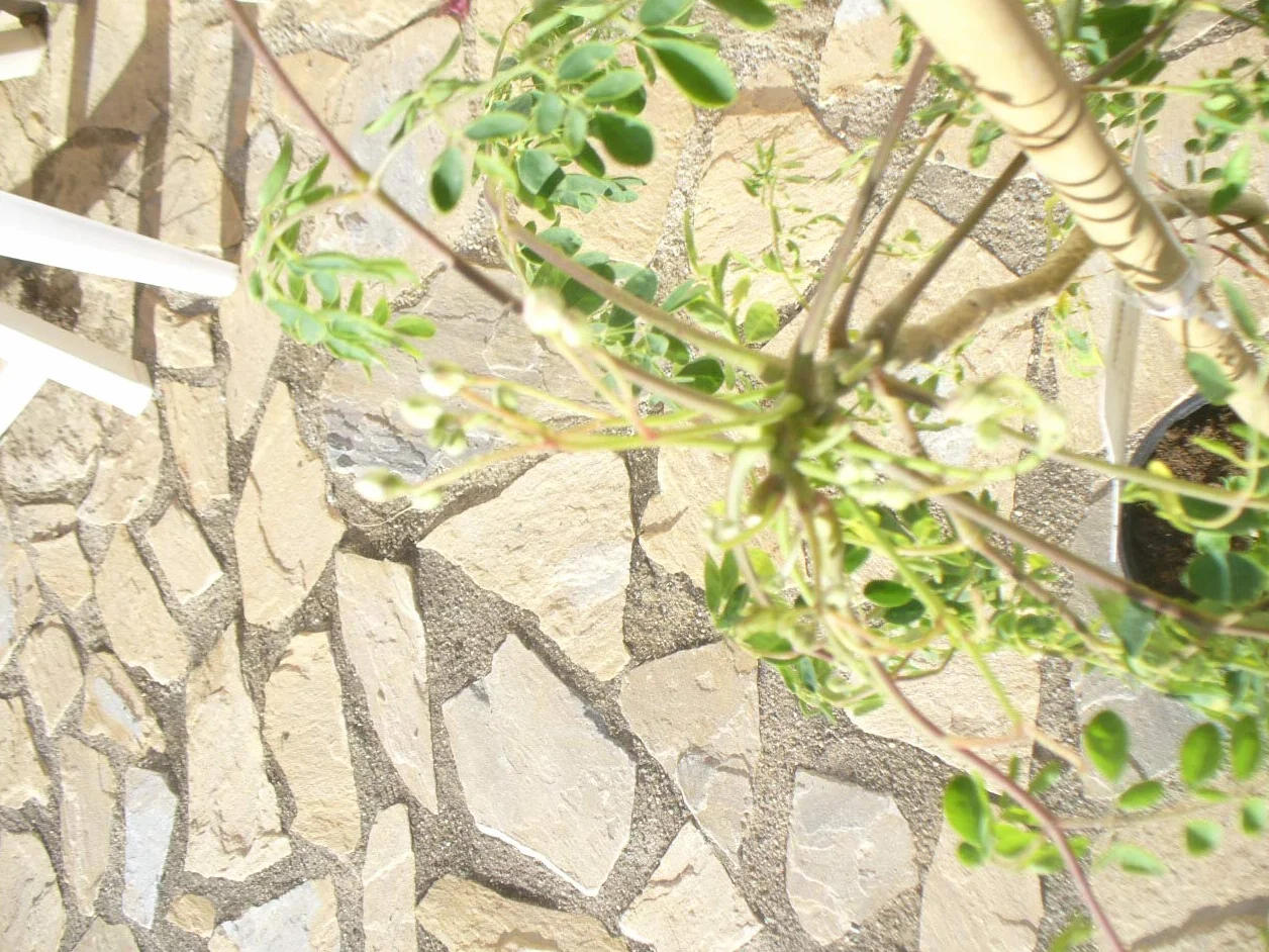 Moringa oleifera drzewo rzodkiewki morskiej, 1 młode drzewko o wysokości ok. 85–130 cm, szybko rosnące drzewo zdrowia