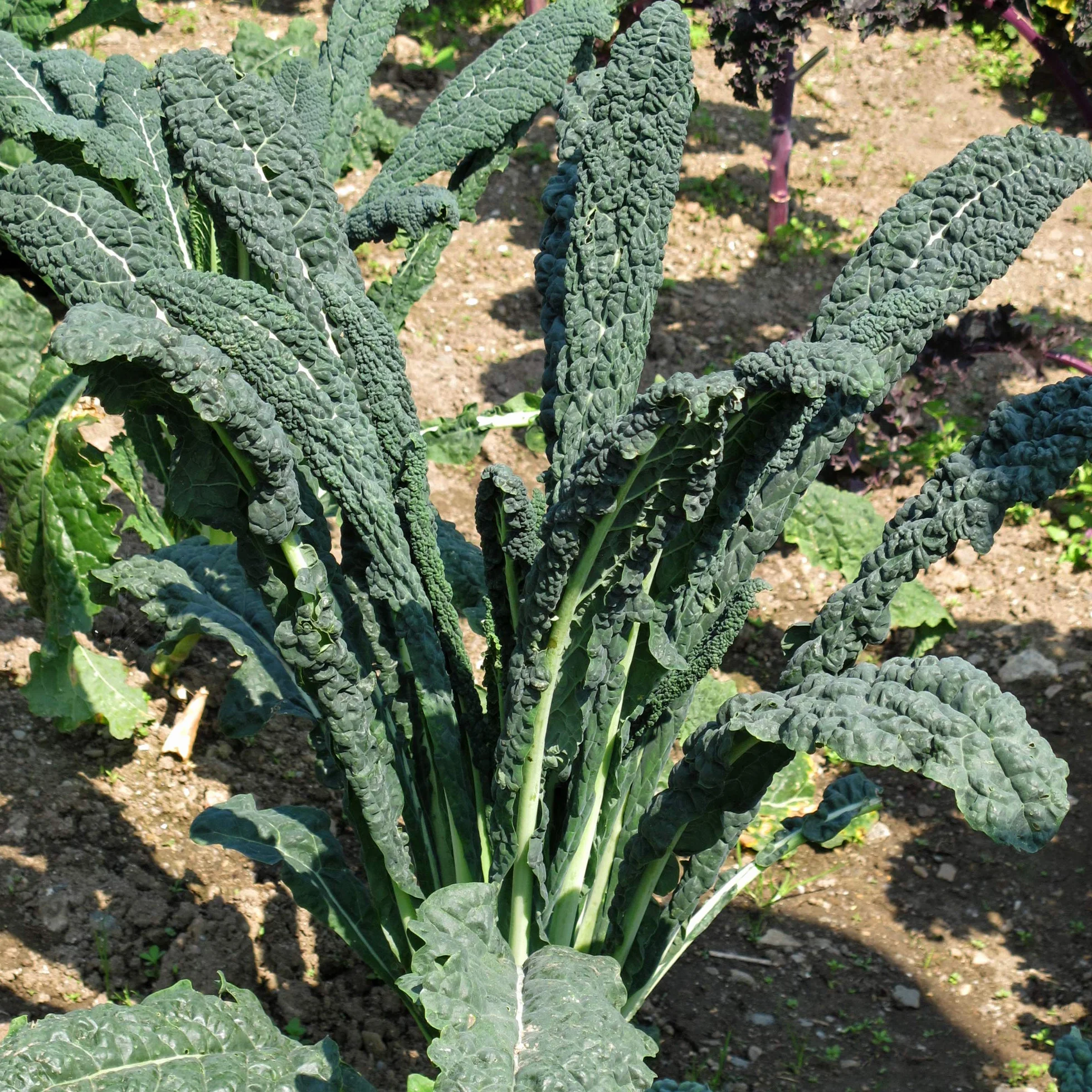 Jarmuż toskański palmowy "Cavolo Nero" (Brassica oleracea var. palmifolia) ok. 400 nasion Kapusta czarna, kapusta włoska, superżywność