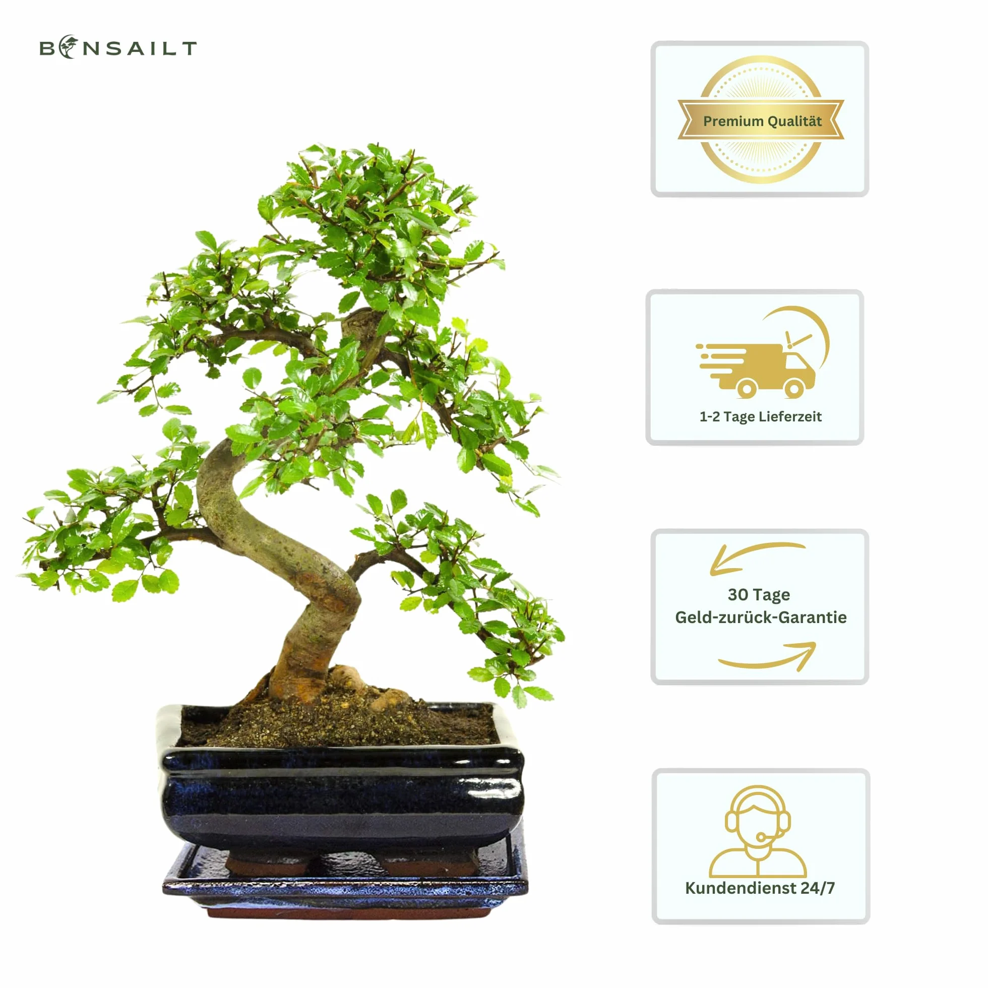 Bonsai z ceramicznym garnkiem Ligustrum Ficus Carmona Podocarpus Chiński wiąz 6-9 lat