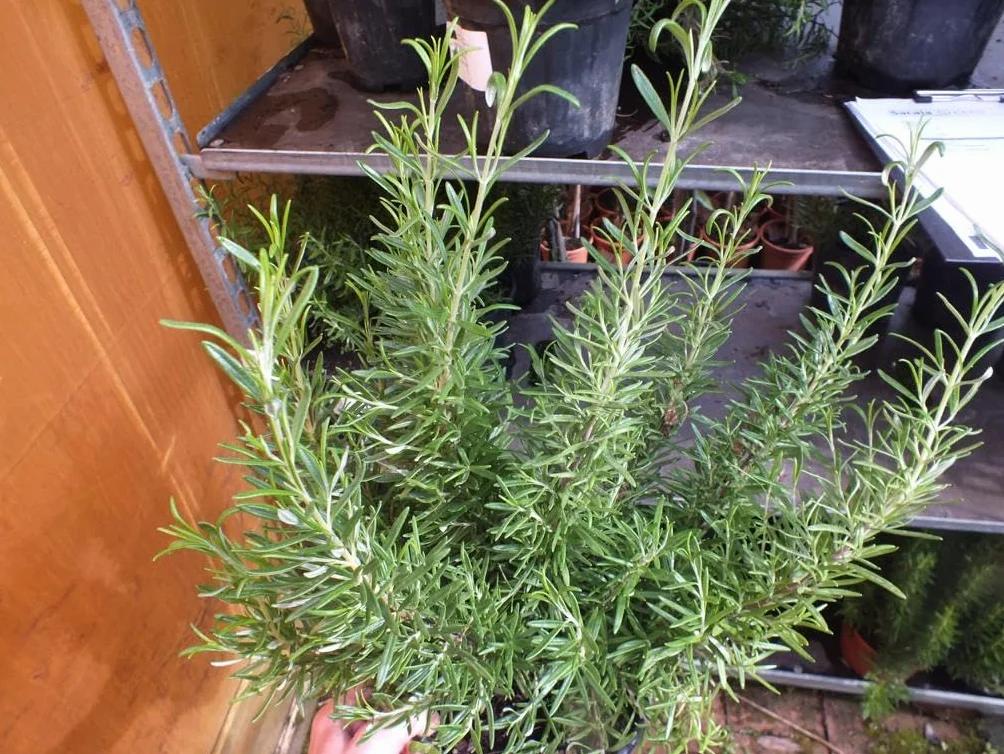 Rozmaryn XXL 40-60 cm – Salvia rosmarinus – świeży rozmaryn do ogrodu i kuchni – aromatyczna przyprawa i roślina lecznicza