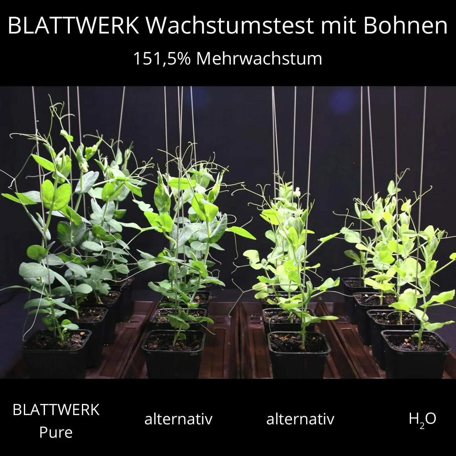 BLATTWERK Pure nawóz uniwersalny organiczny NPK 1 l