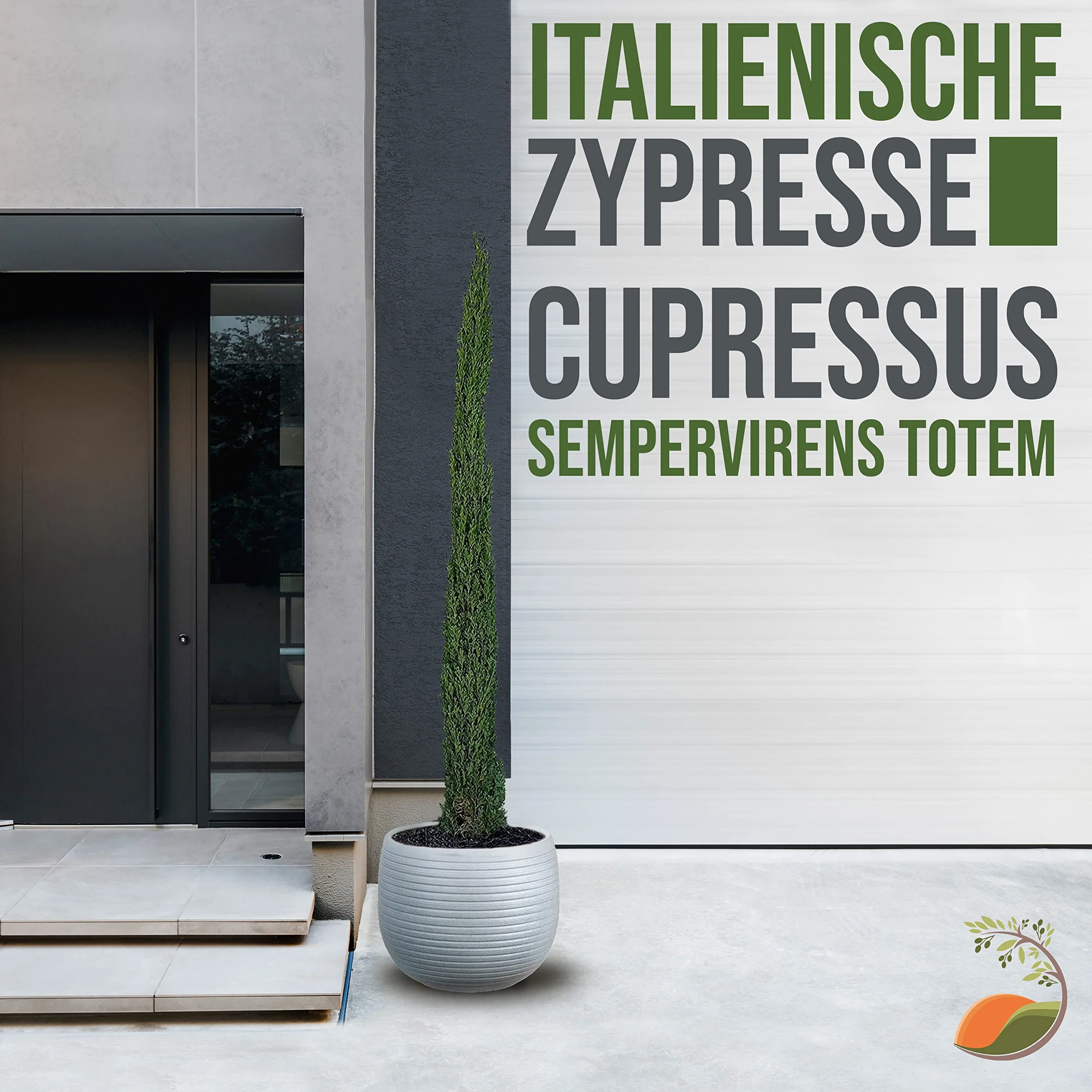 Cupressus Sempervirens włoski cyprys 170 cm, smukły zimozielony cyprys do ogrodu