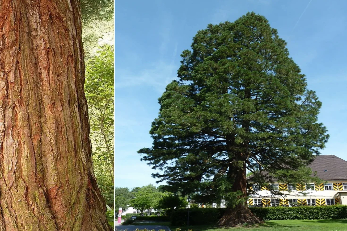 SAFLAX Sekwoja 50 Nasiona Sequoiadendron gigantea