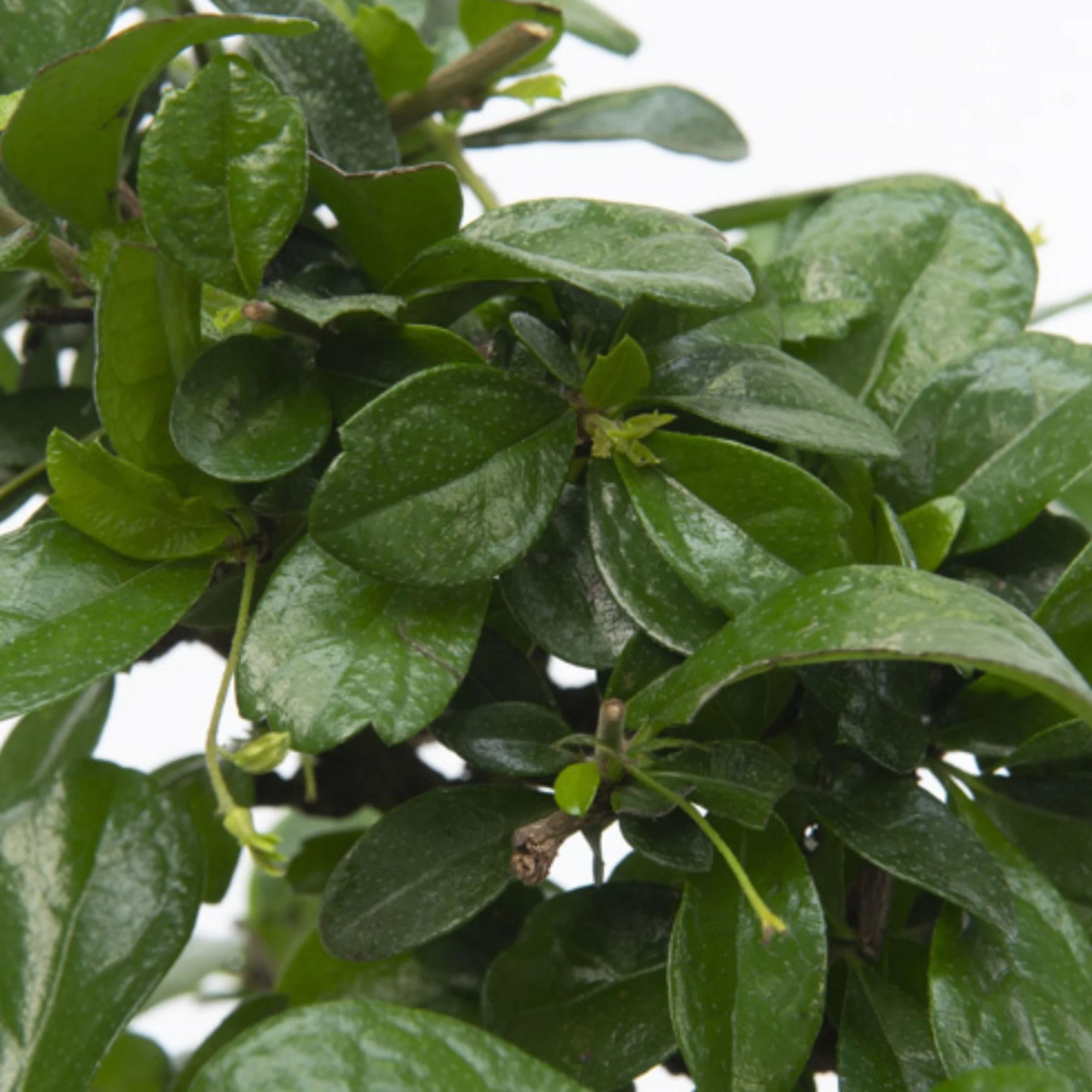 Bonsai Carmona microphylla Drzewko herbaciane Fukien 20-30cm Doniczka 20cm
