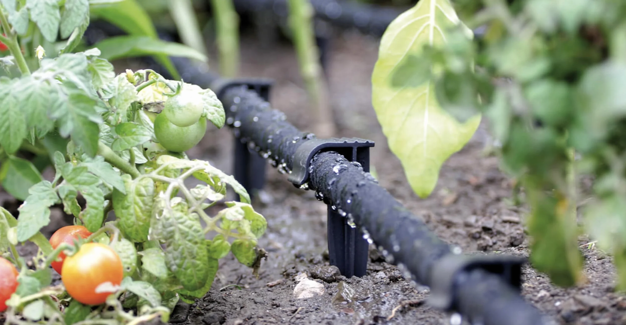 GARDENIX opakowanie 50 AquaPEG wąż ogrodowy kotwica uziemienia Spike kotwica montażowa do węża kroplowego Wtyczka węża perłowego widelec