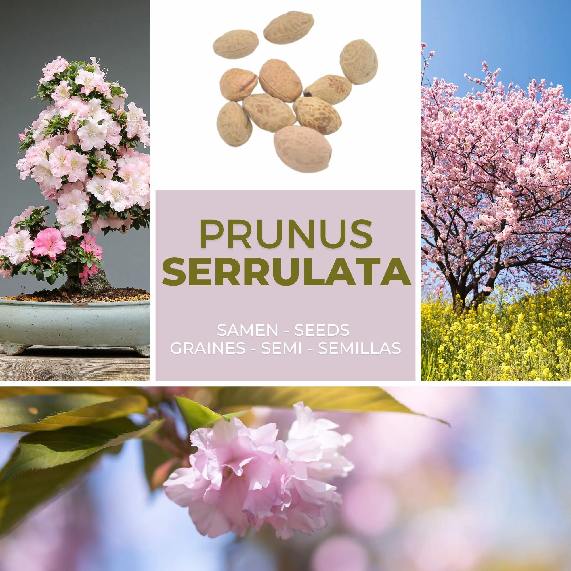 Magic of Nature Wiśnia Japońska 10 Szt - Nasiona Sakura Kwiaty - Drzewo Mrozoodporne Wieloletnie - Różowy Sen do Ogrodu i Bonsai