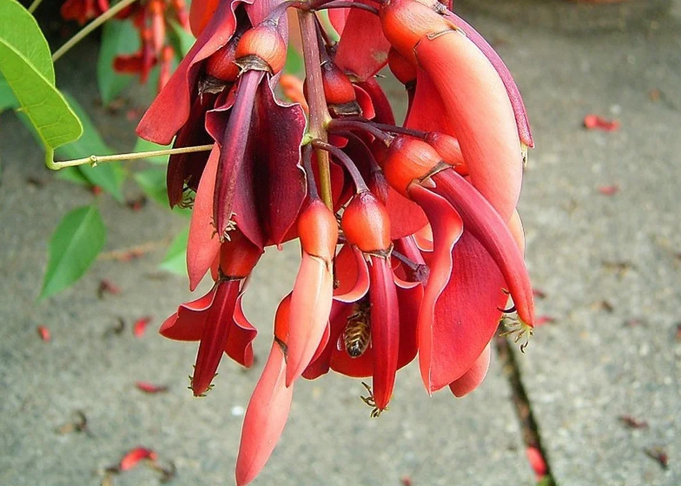 Erythrina crista galli Karaibski Krzew Koralowy - 6 Nasiona - Z pożywką