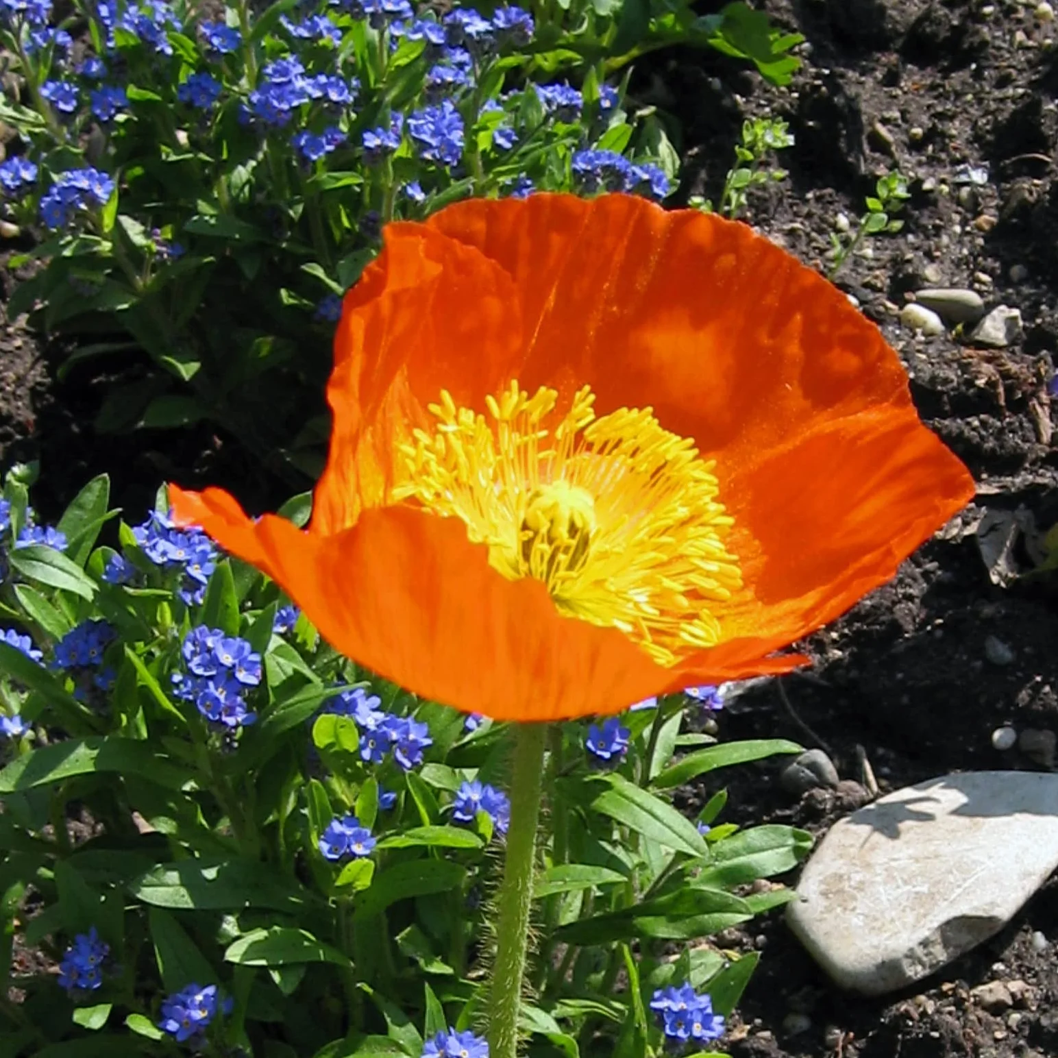 Mak islandzki (Papaver nudicaule) ok. 1200 nasion dwuletniej do wieloletniej byliny zielnej do ogrodu zbliżonego do naturalnego