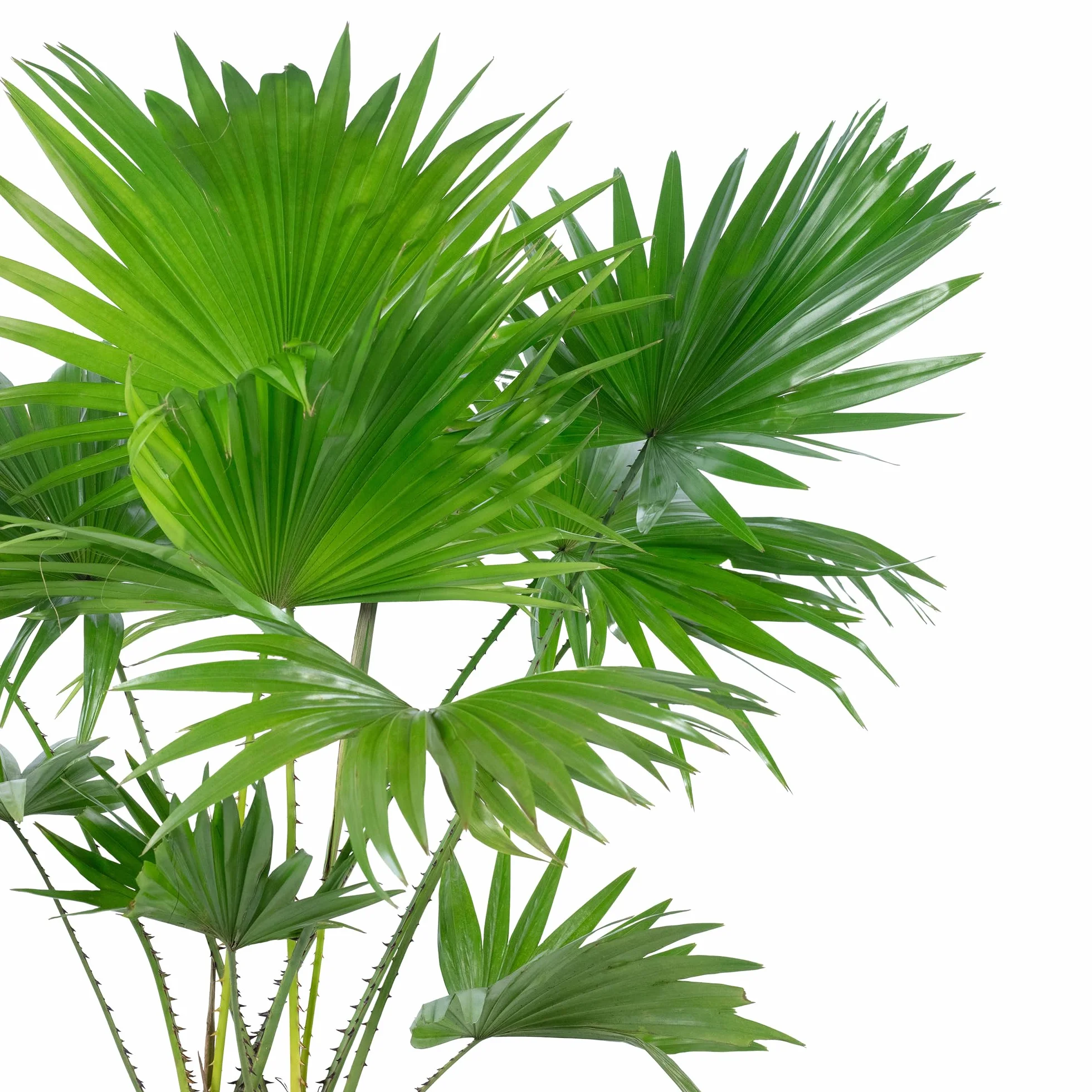 Palma parasolowa Livistona 60 cm roślina pokojowa doniczka 17 cm