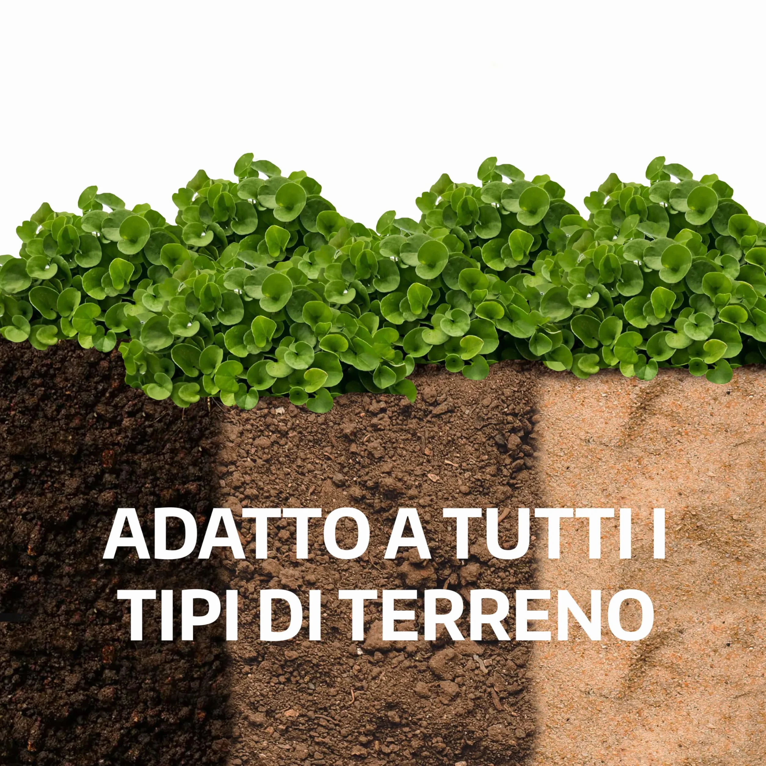 LERAVA® Dichondra repens [Nie wymaga cięcia] - 20m² - Ekstremalna odporność na warunki atmosferyczne i deptanie - Nasiona Dichondra repens - obszarów zacienionych i słonecznych - Made in Italy - 200g