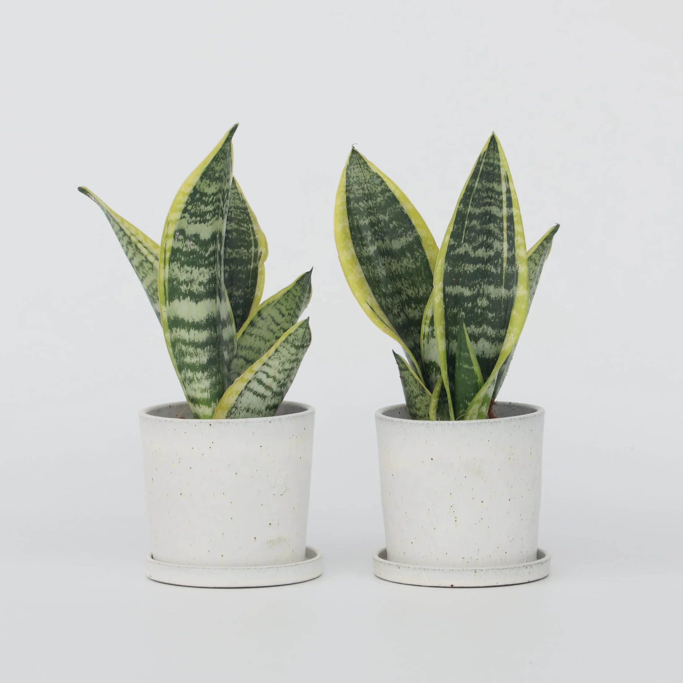Plant in a Box - Wężownica - Język teściowej - Zestaw 2 sztuk - Sansevieria 'Futura Superba' - Doniczka 12cm - Wysokość 35-40cm