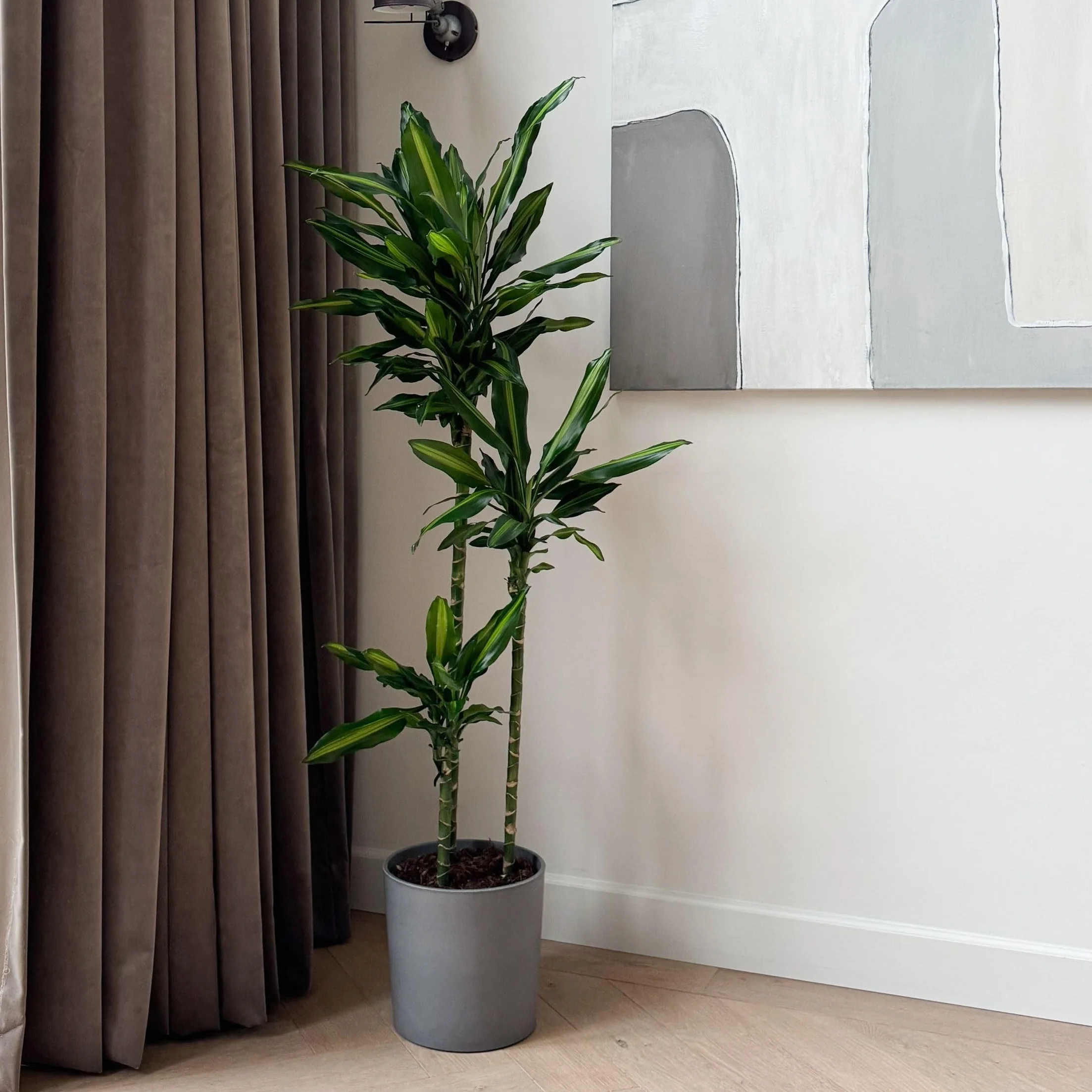 Dracaena fragrans 'Cintho' Smocze drzewo Doniczka 24cm Wysokość 140-150cm