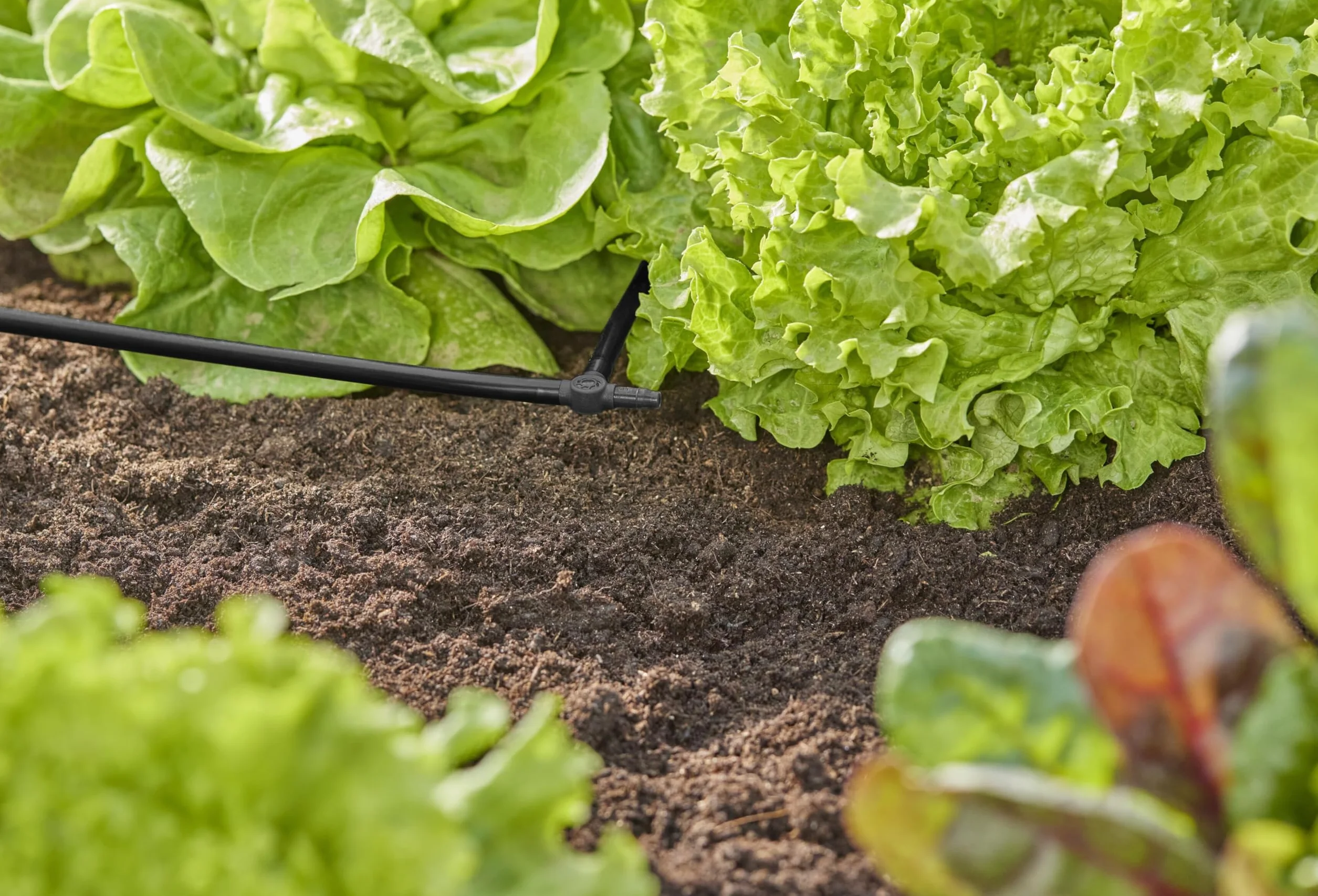 Gardena System Micro-Drip trójnik 4,6 mm (3/16 cala): Akcesoria do odgałęziania rur rozprowadzających i kroplujących, do instalacji bez zagięć, z techniką połączeniową Easy & Flexible (13211-20)