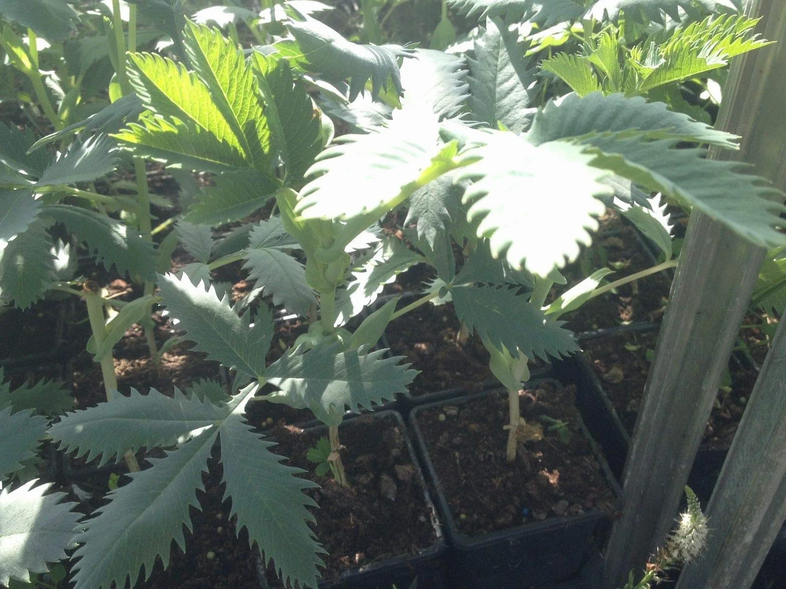 Portal Cool Melianthus Major krzew miodu 1 fortepian