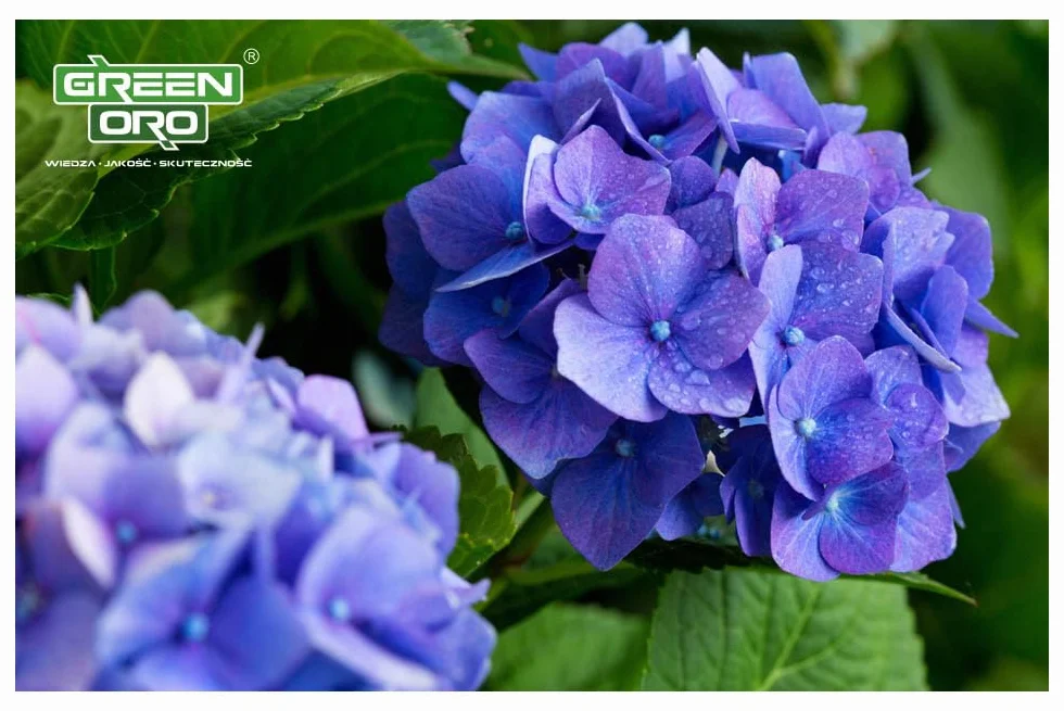 FLOWERS ACID 5KG Nawóz do hortensji i roślin kwasolubnych
